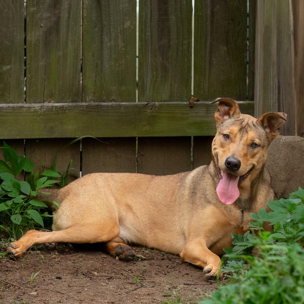 Lucky Charm, a Adoptable mixed breed in Livingston, TX image 1/6
