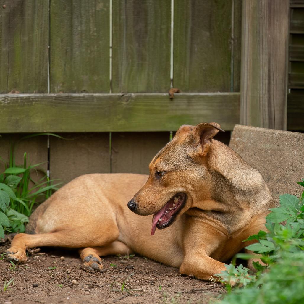Lucky Charm, a Adoptable mixed breed in Livingston, TX image 2/6