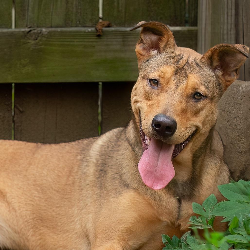 Lucky Charm, a Adoptable mixed breed in Livingston, TX image 3/6