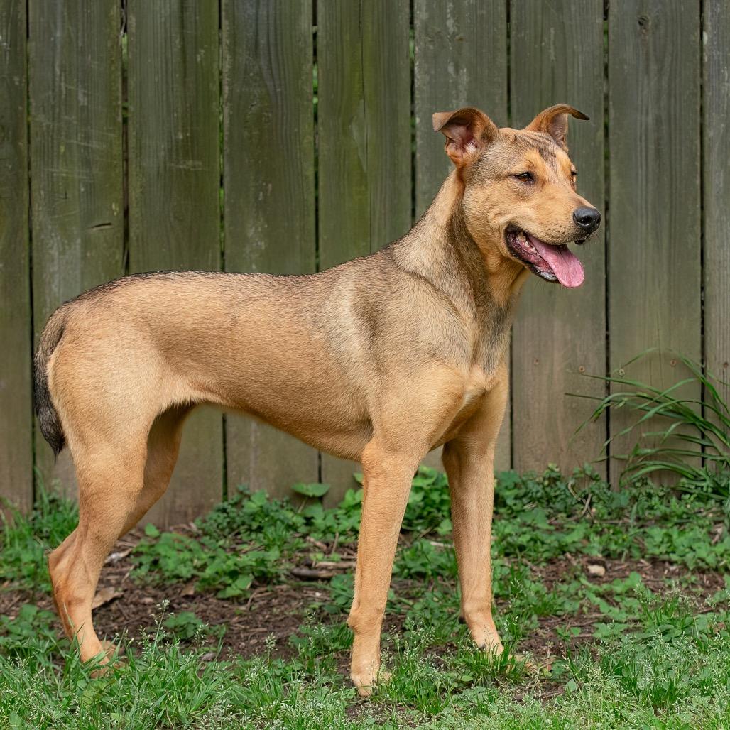 Lucky Charm, a Adoptable mixed breed in Livingston, TX image 4/6