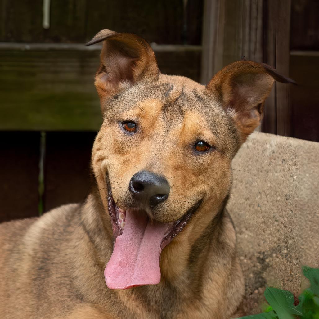 Lucky Charm, a Adoptable mixed breed in Livingston, TX image 6/6