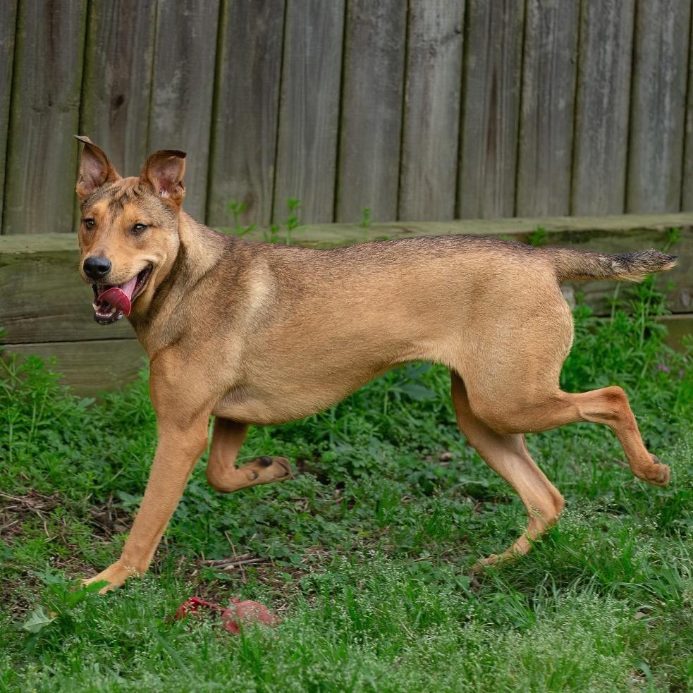 Lucky Charm, a Adoptable mixed breed in Livingston, TX image 6/6