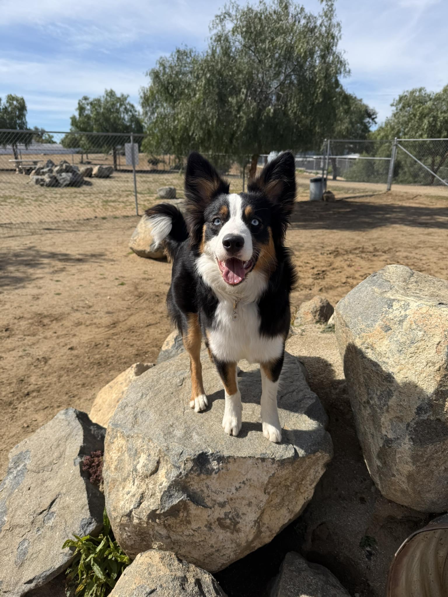 Indy, a ADOPTABLE mixed breed in Murrieta, CA image 1/6