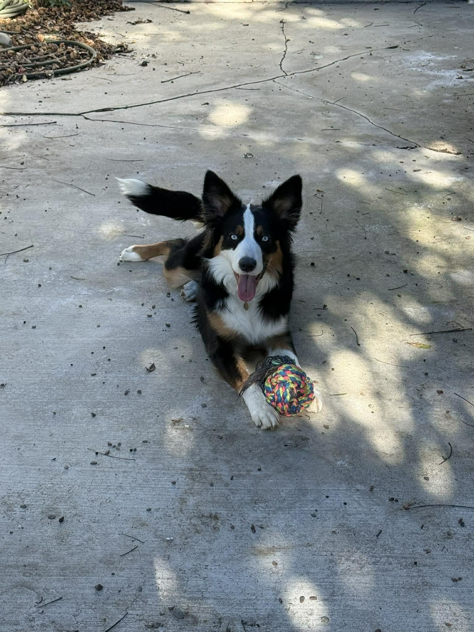 Indy, a ADOPTABLE mixed breed in Murrieta, CA image 2/6