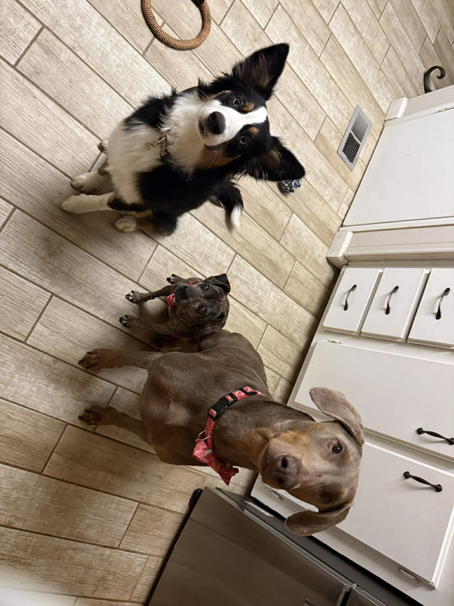 Indy, a ADOPTABLE mixed breed in Murrieta, CA image 4/6