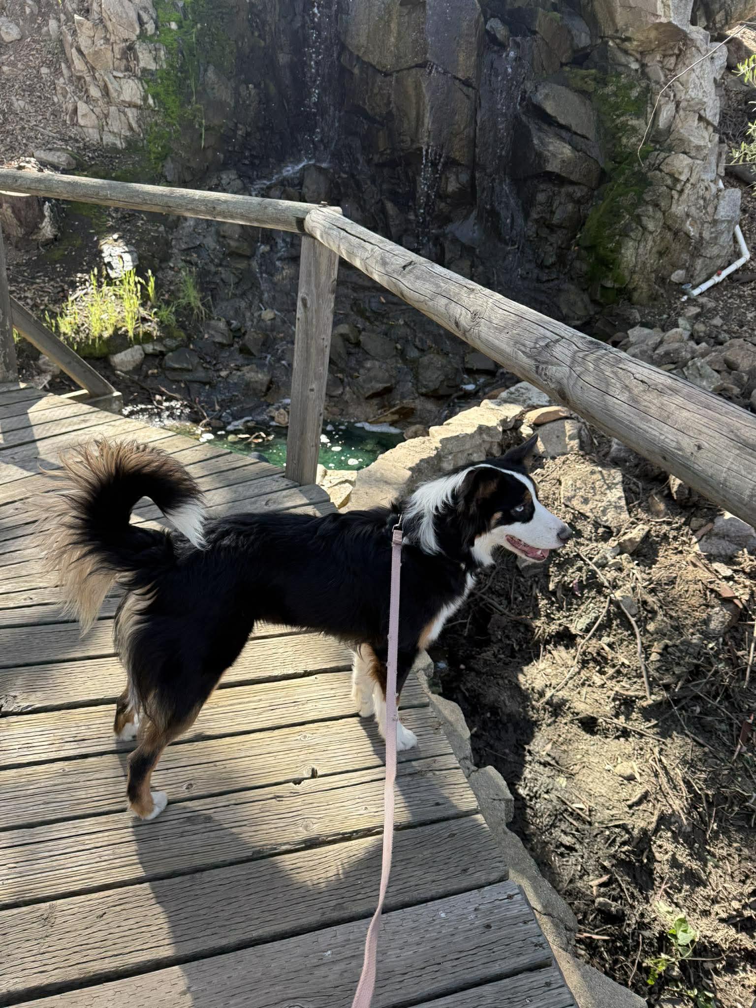 Indy, a ADOPTABLE mixed breed in Murrieta, CA image 3/6