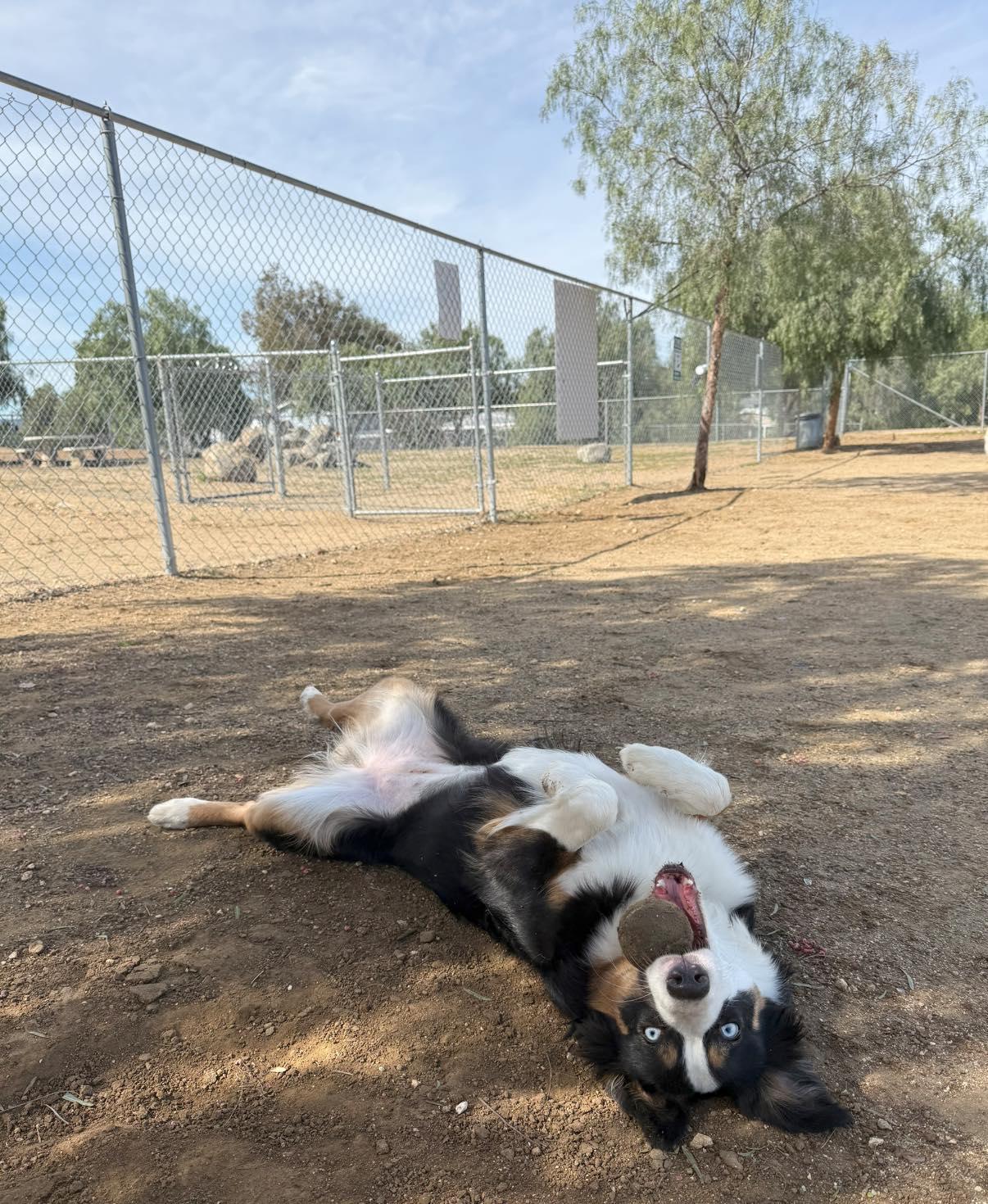 Indy, a ADOPTABLE mixed breed in Murrieta, CA image 6/6