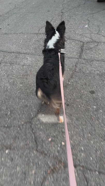 Enlarge Indy, a ADOPTABLE mixed breed in Murrieta, CA video 5/6