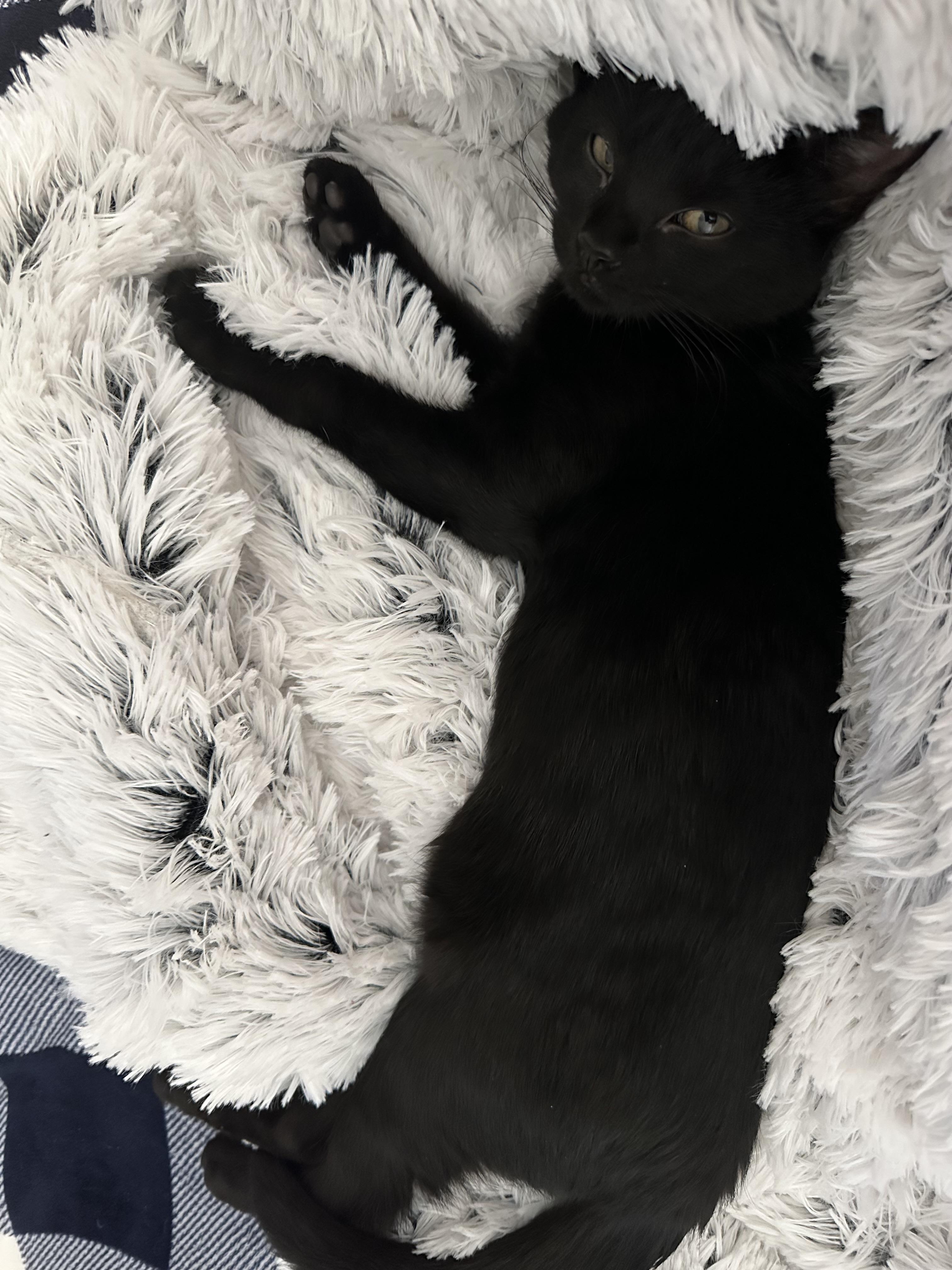 Coal, an adoptable Domestic Short Hair in Shreveport, LA, 71104 | Photo Image 3