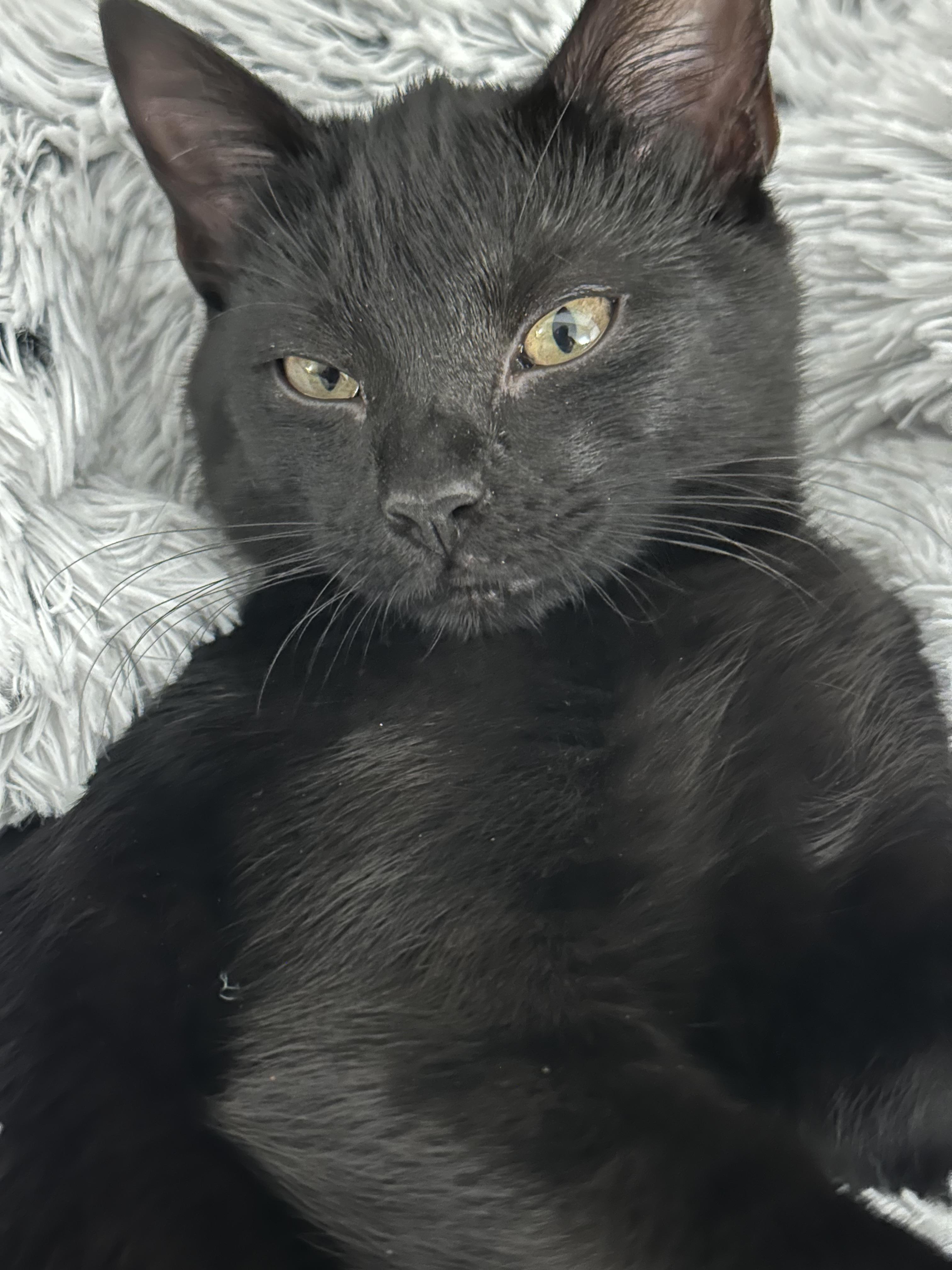 Coal, an adoptable Domestic Short Hair in Shreveport, LA, 71104 | Photo Image 1