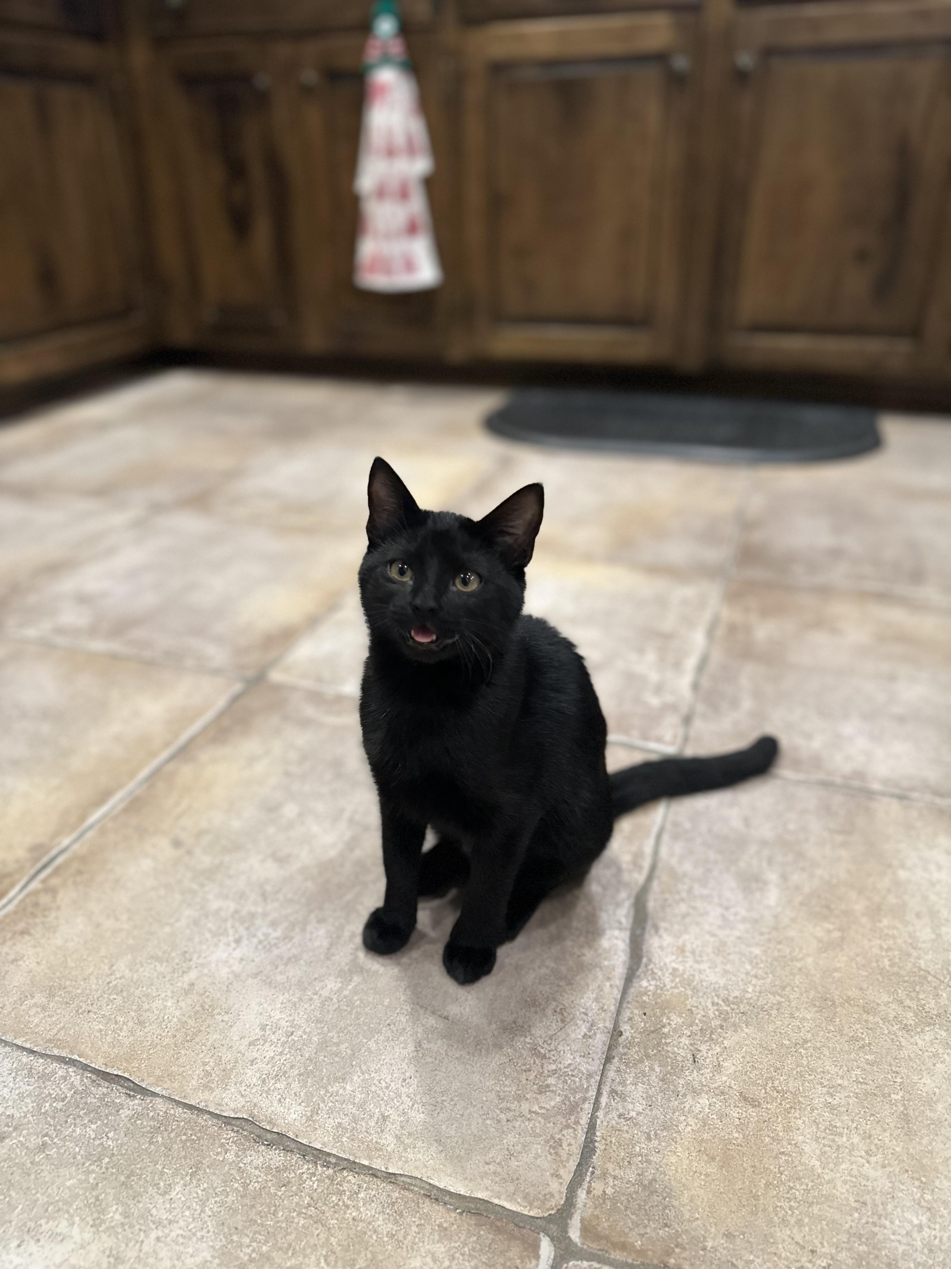 Coal, an adoptable Domestic Short Hair in Shreveport, LA, 71104 | Photo Image 4