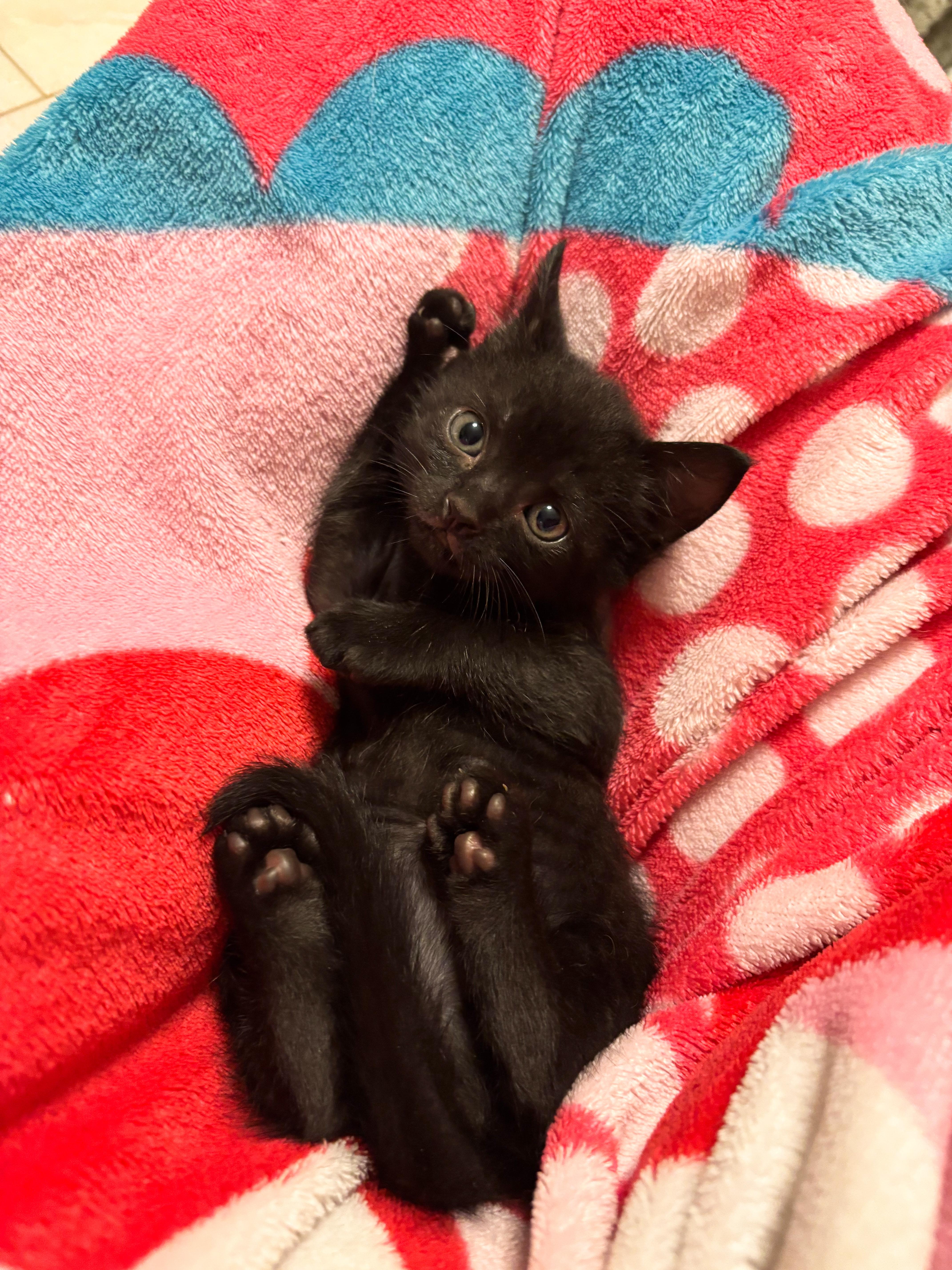 Coal, an adoptable Domestic Short Hair in Shreveport, LA, 71104 | Photo Image 6