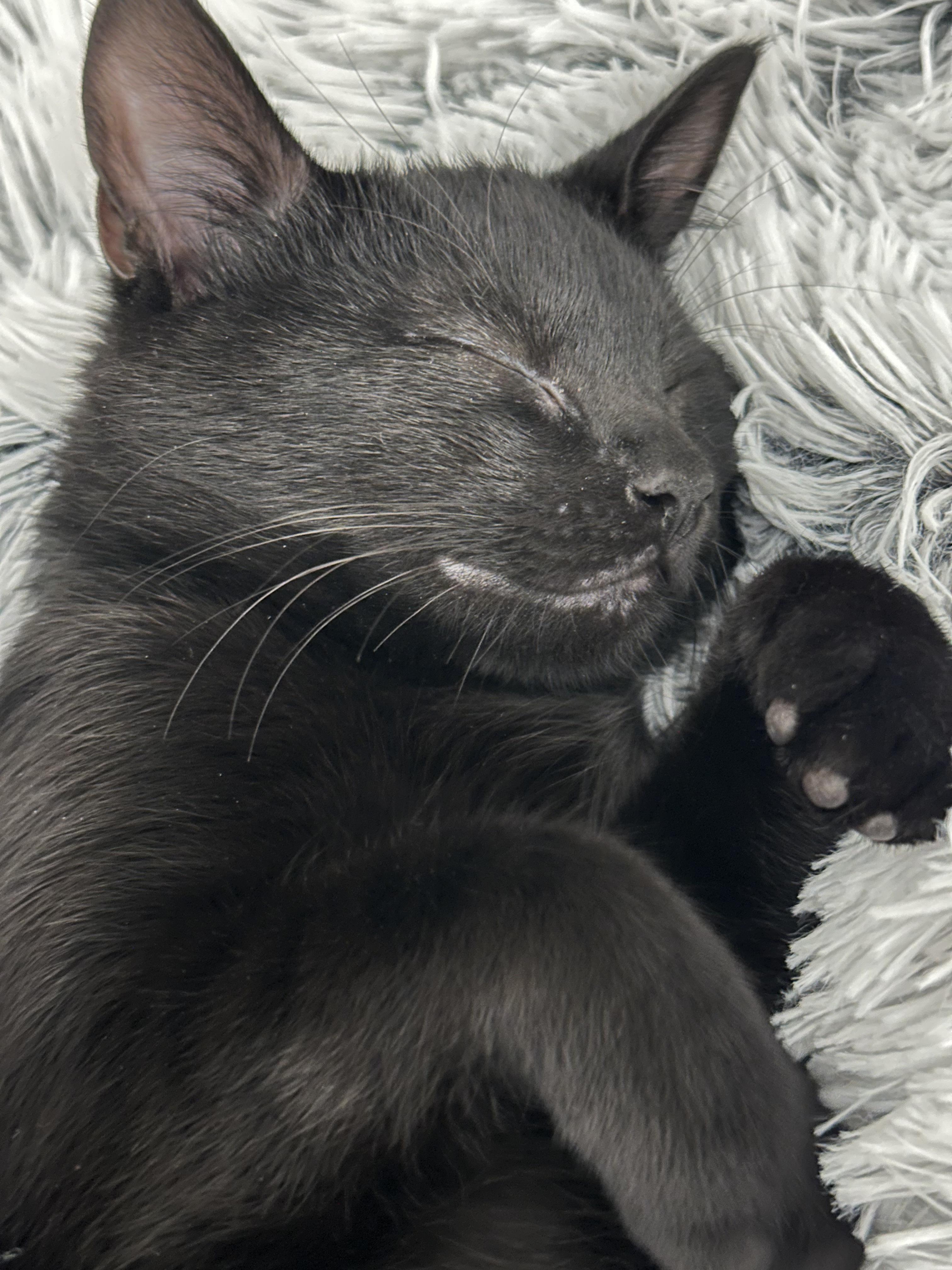 Coal, an adoptable Domestic Short Hair in Shreveport, LA, 71104 | Photo Image 5