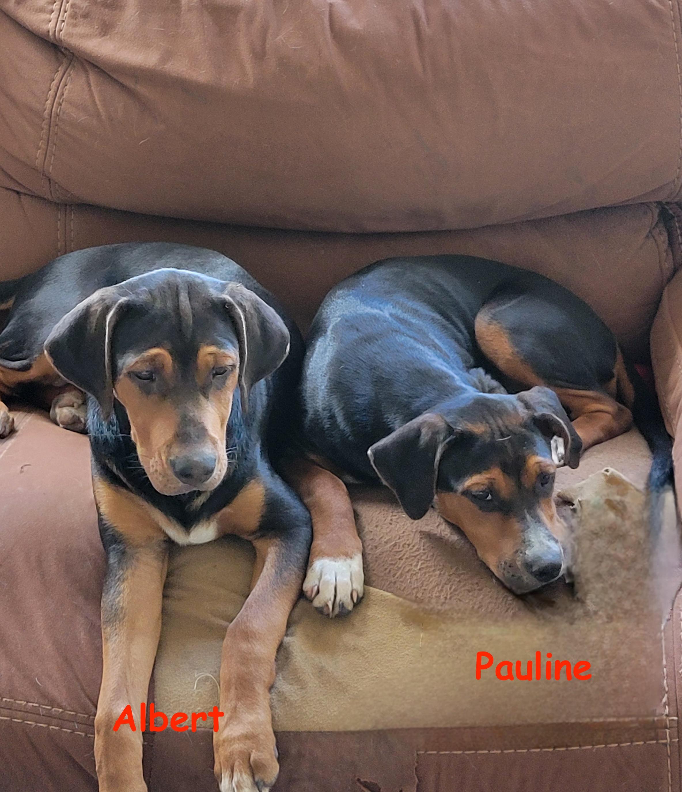 Albert, a Adopted mixed breed in Des Moines, IA image 2/3