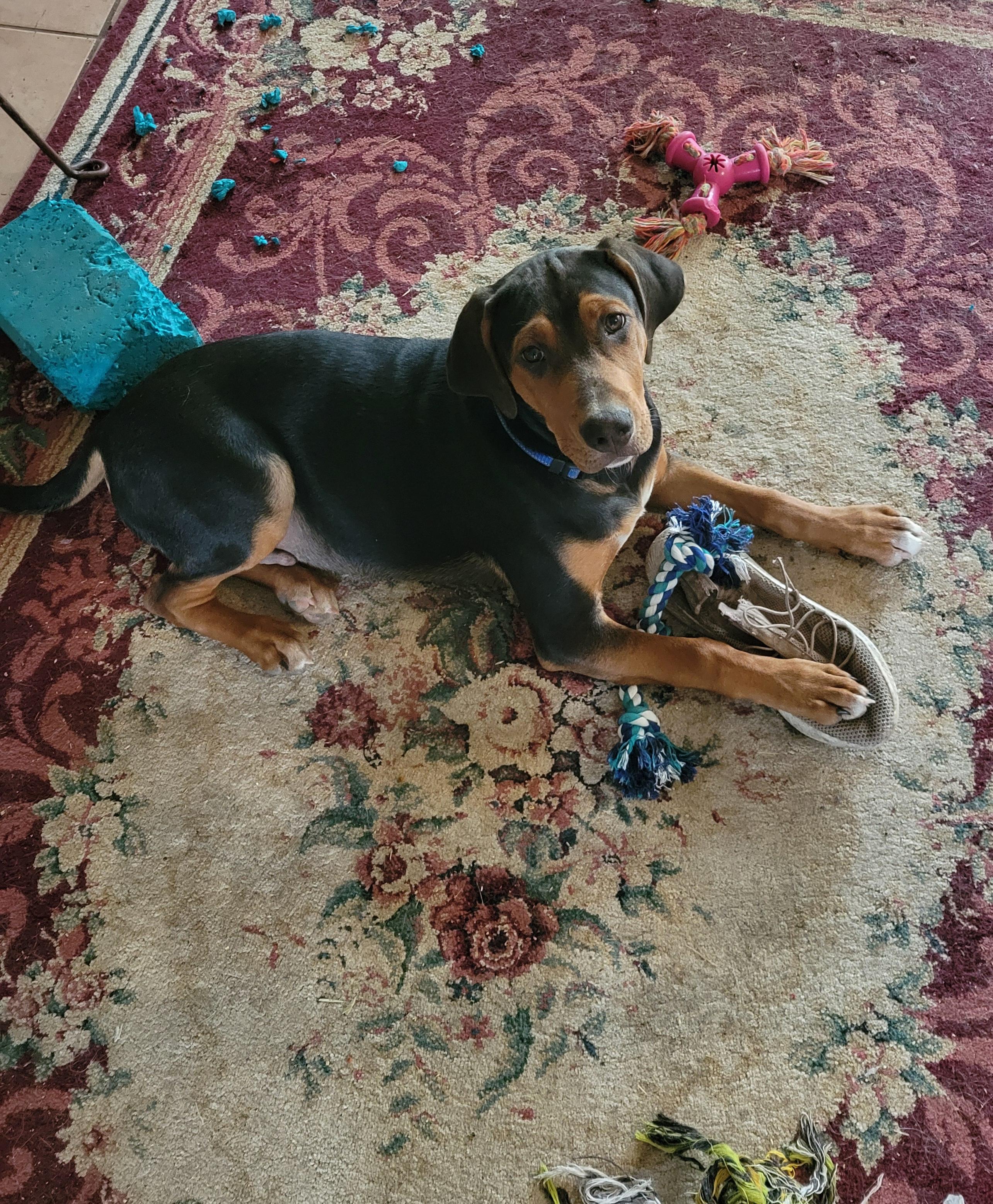Albert, Adopted, Young Male Beagle & Hound.