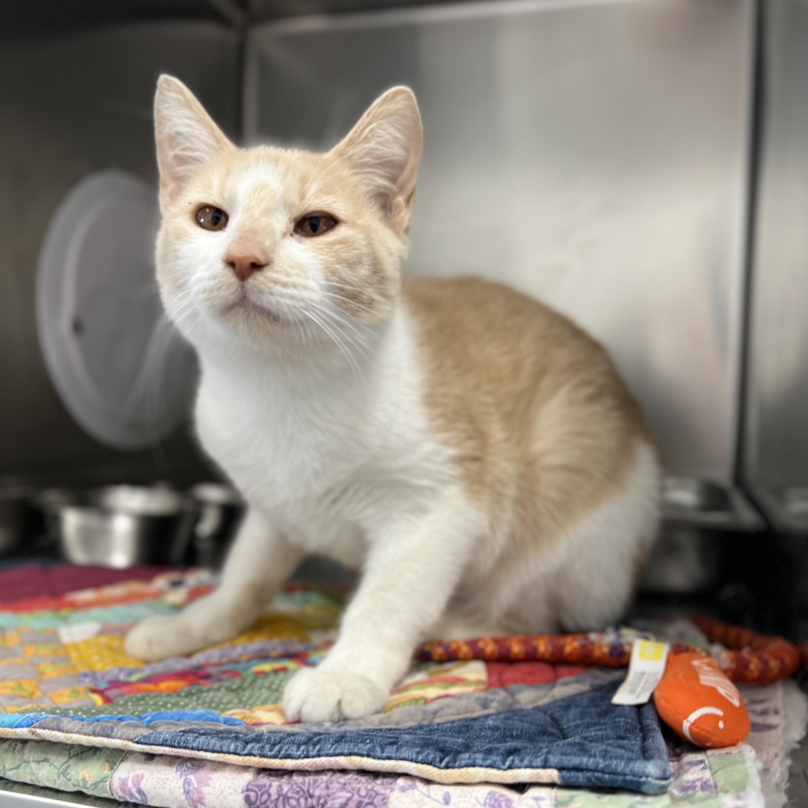 Enlarge Marie, an adopted Domestic Short Hair in St Stephen, NB image 1/1