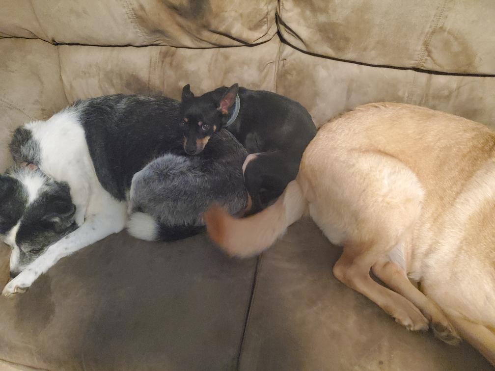 Enlarge The Dude, an adopted mixed breed in Santa Fe, NM image 4/6