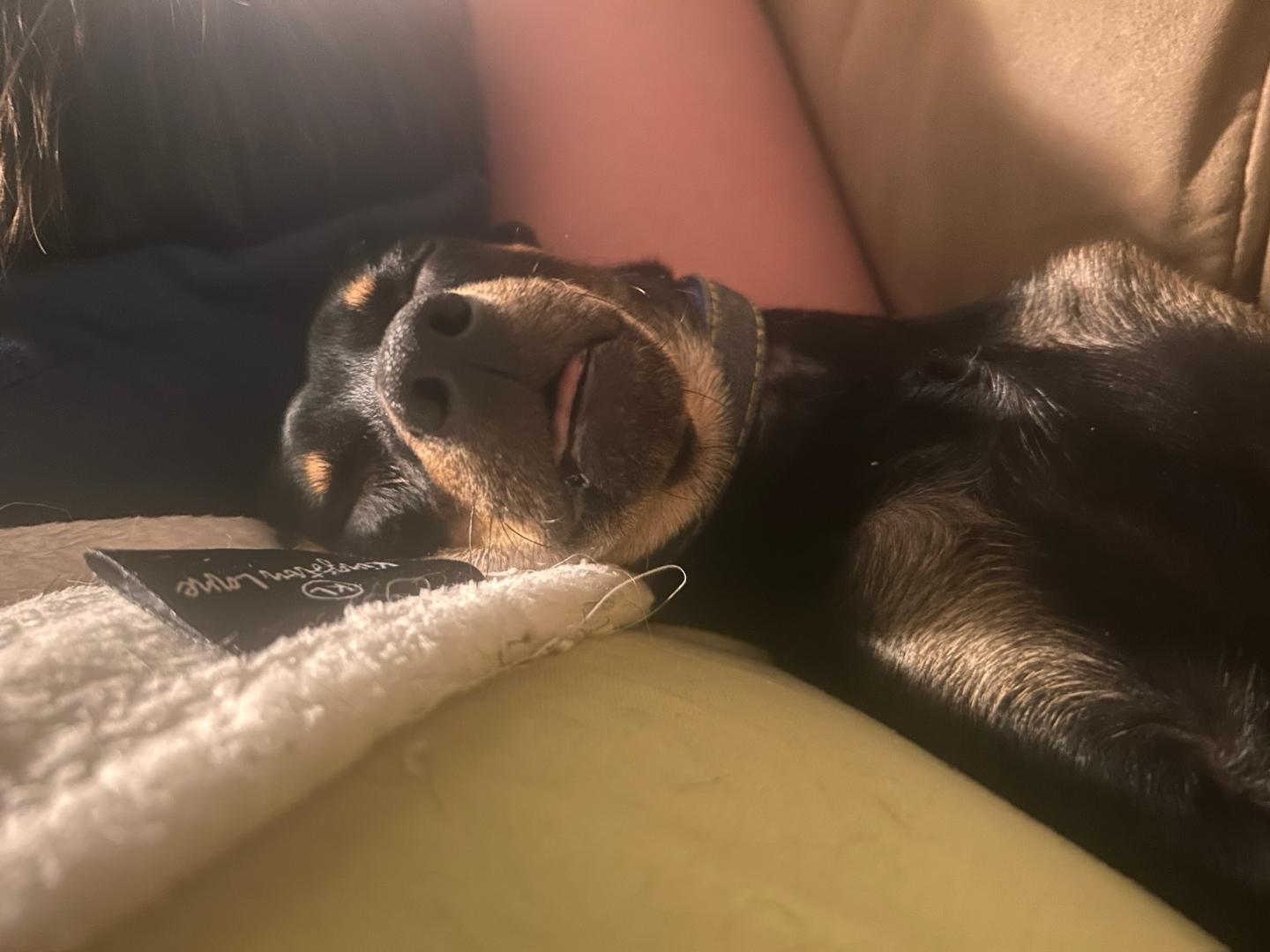 Enlarge The Dude, an adopted mixed breed in Santa Fe, NM image 3/6