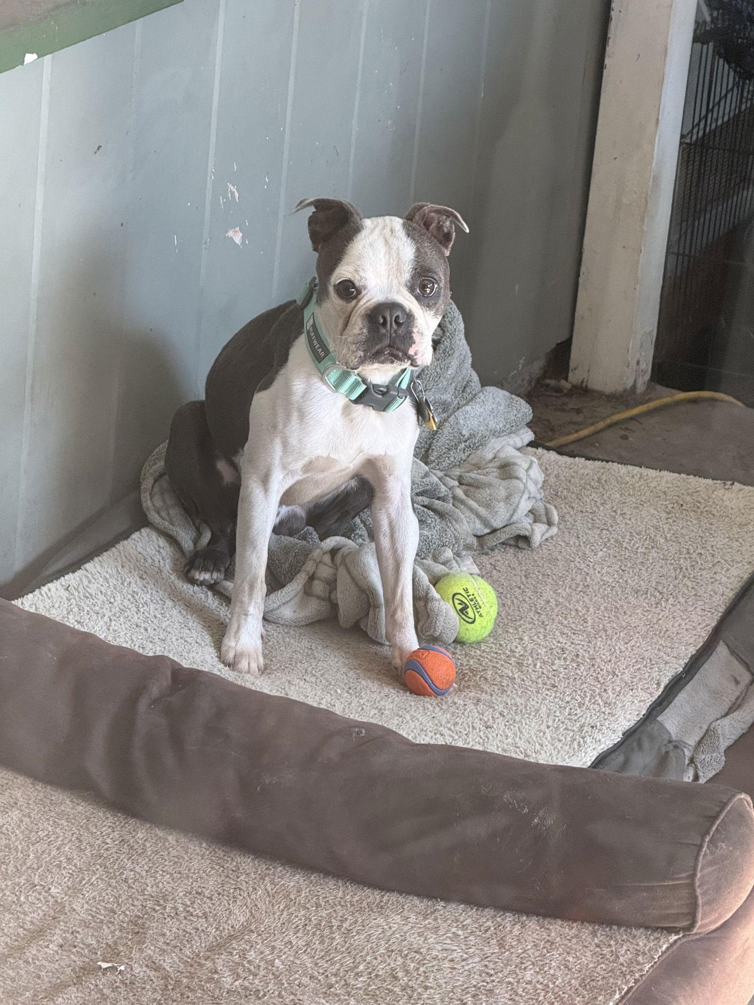 Enlarge Otis, a Adoptable Boston Terrier in Huntington Beach, CA image 1/3