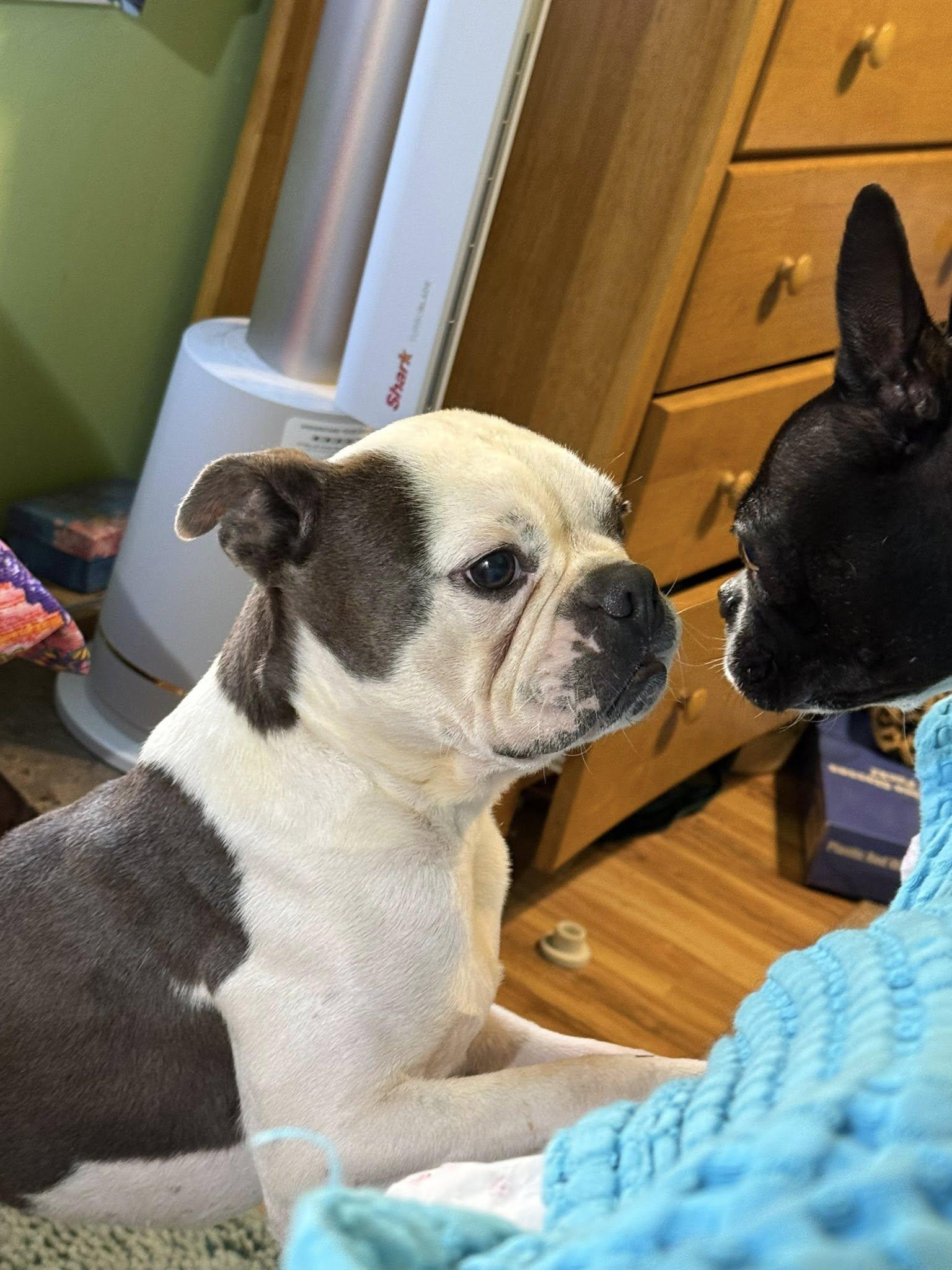 Enlarge Otis, a Adoptable Boston Terrier in Huntington Beach, CA image 2/3