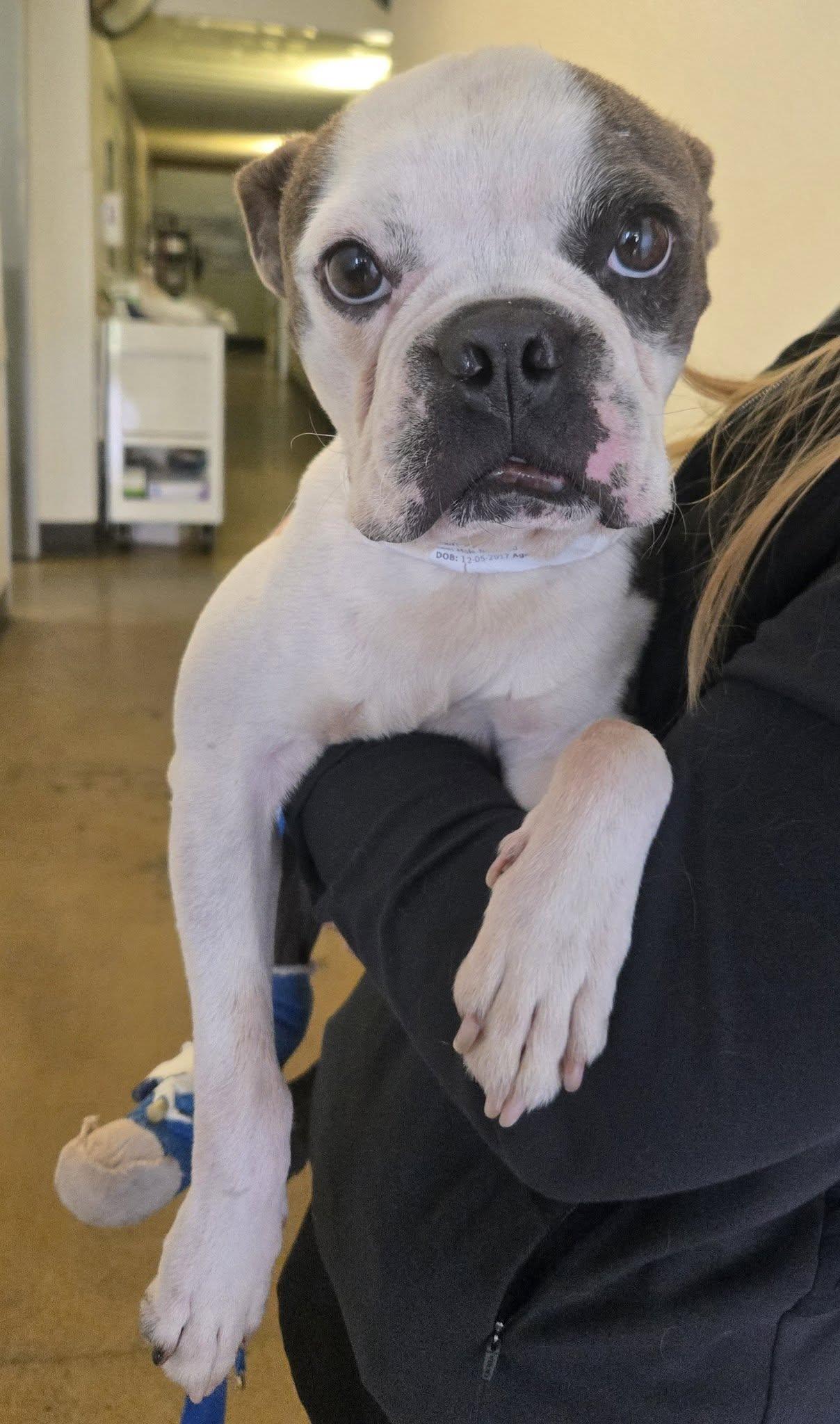 Enlarge Otis, a Adoptable Boston Terrier in Huntington Beach, CA image 3/3