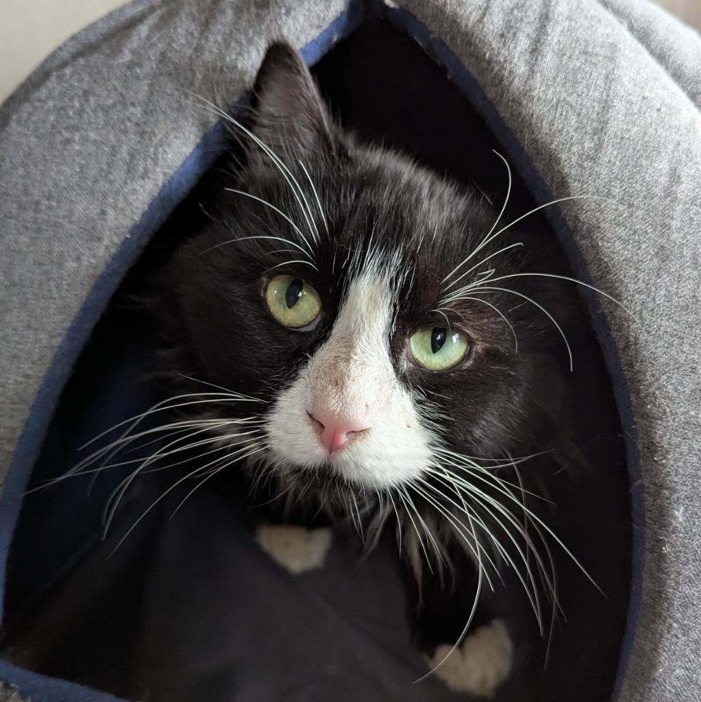 Mustard, Adoptable, Adult Male Domestic Medium Hair.