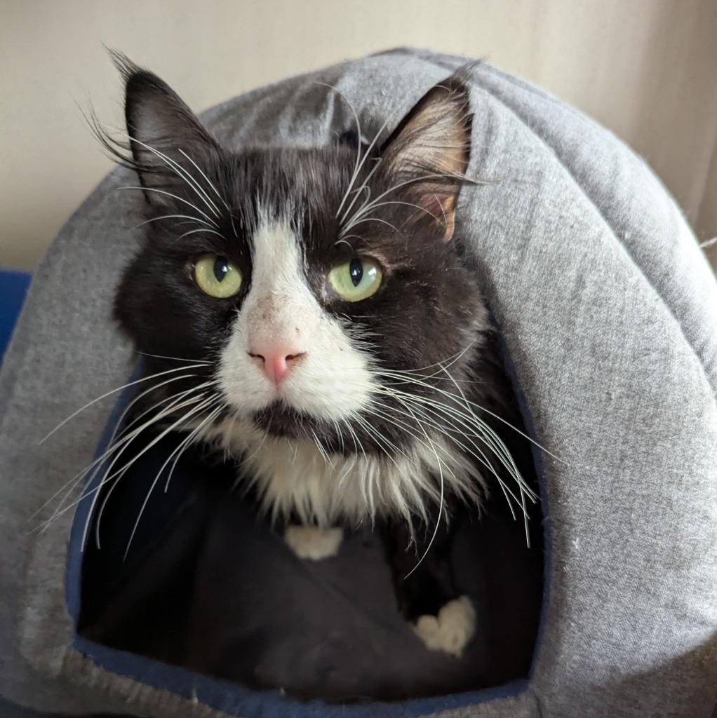 Enlarge Mustard, a Adoptable mixed breed in Aberdeen, WA image 2/4