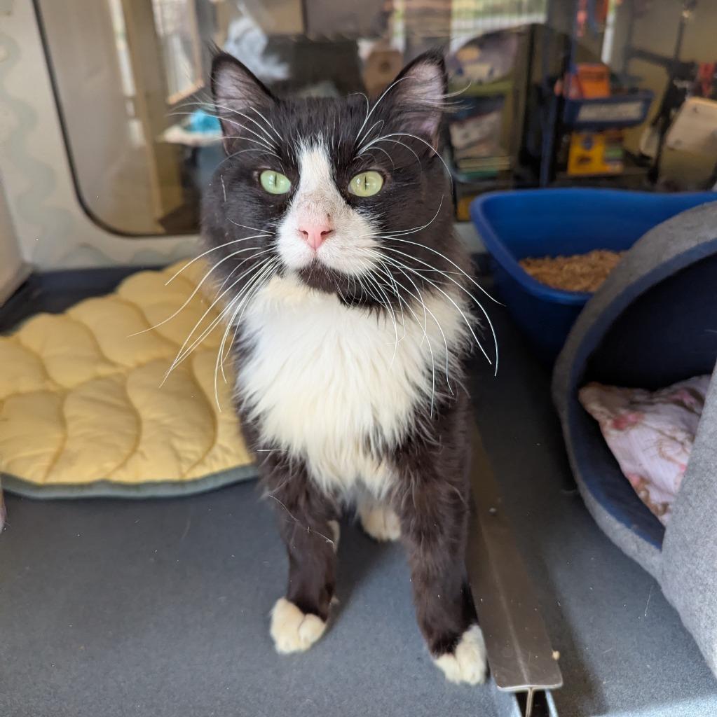 Enlarge Mustard, a Adoptable mixed breed in Aberdeen, WA image 3/4