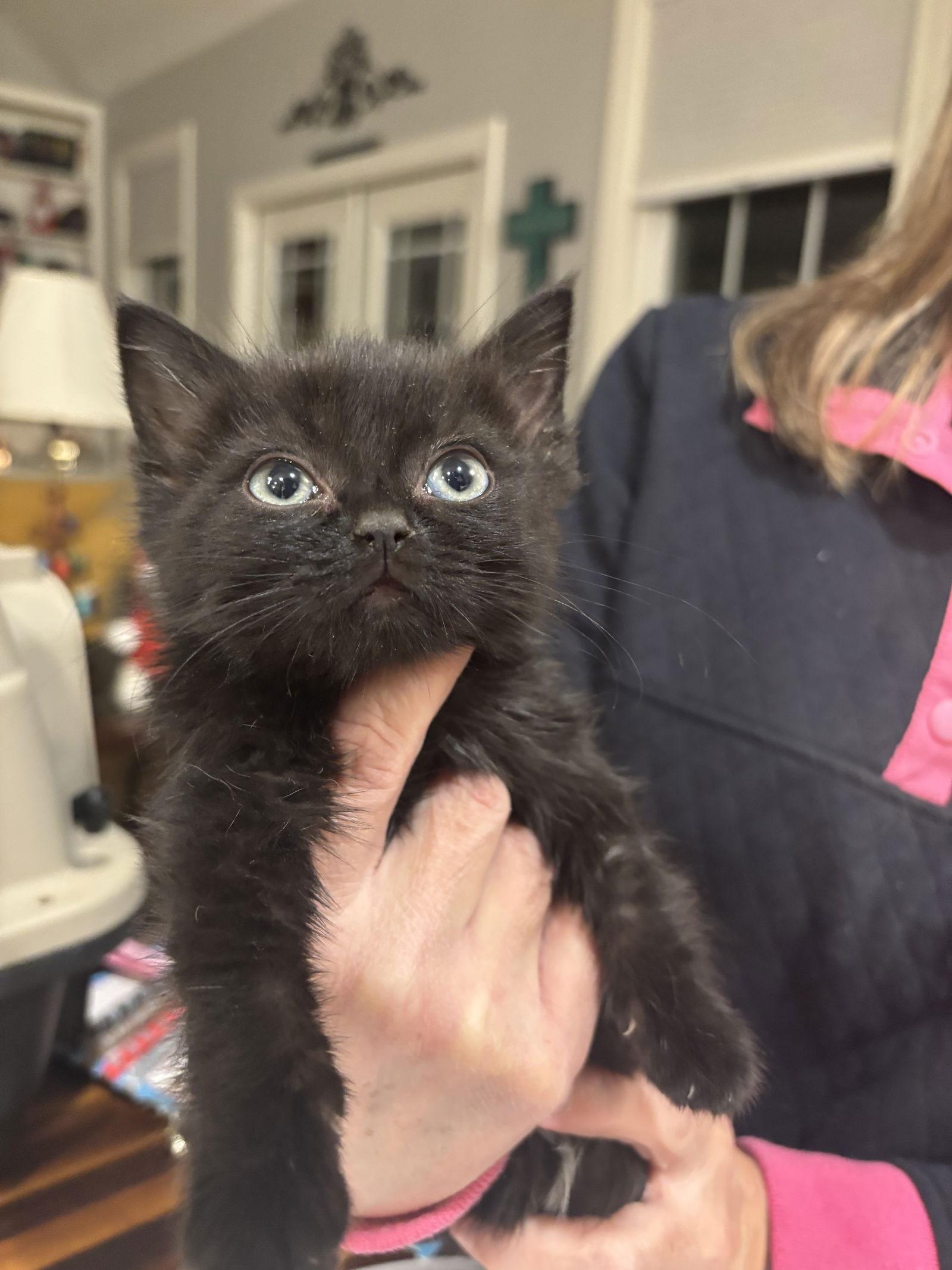 Vinyl Record, Adopted, Young Female Domestic Long Hair.