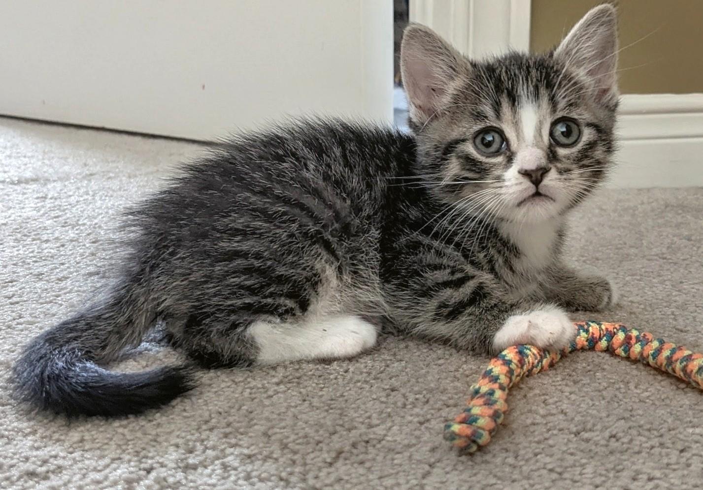 Enlarge Snickers, a ADOPTABLE Tabby in Stoney Creek, ON image 2/4