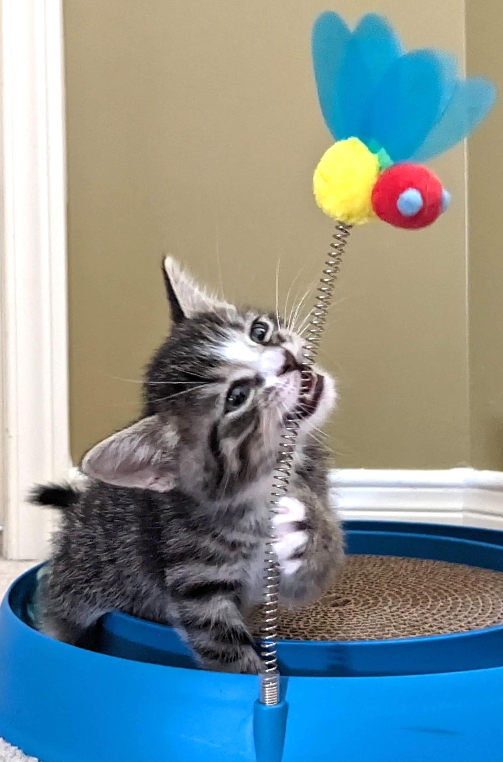 Enlarge Snickers, a ADOPTABLE Tabby in Stoney Creek, ON image 4/4