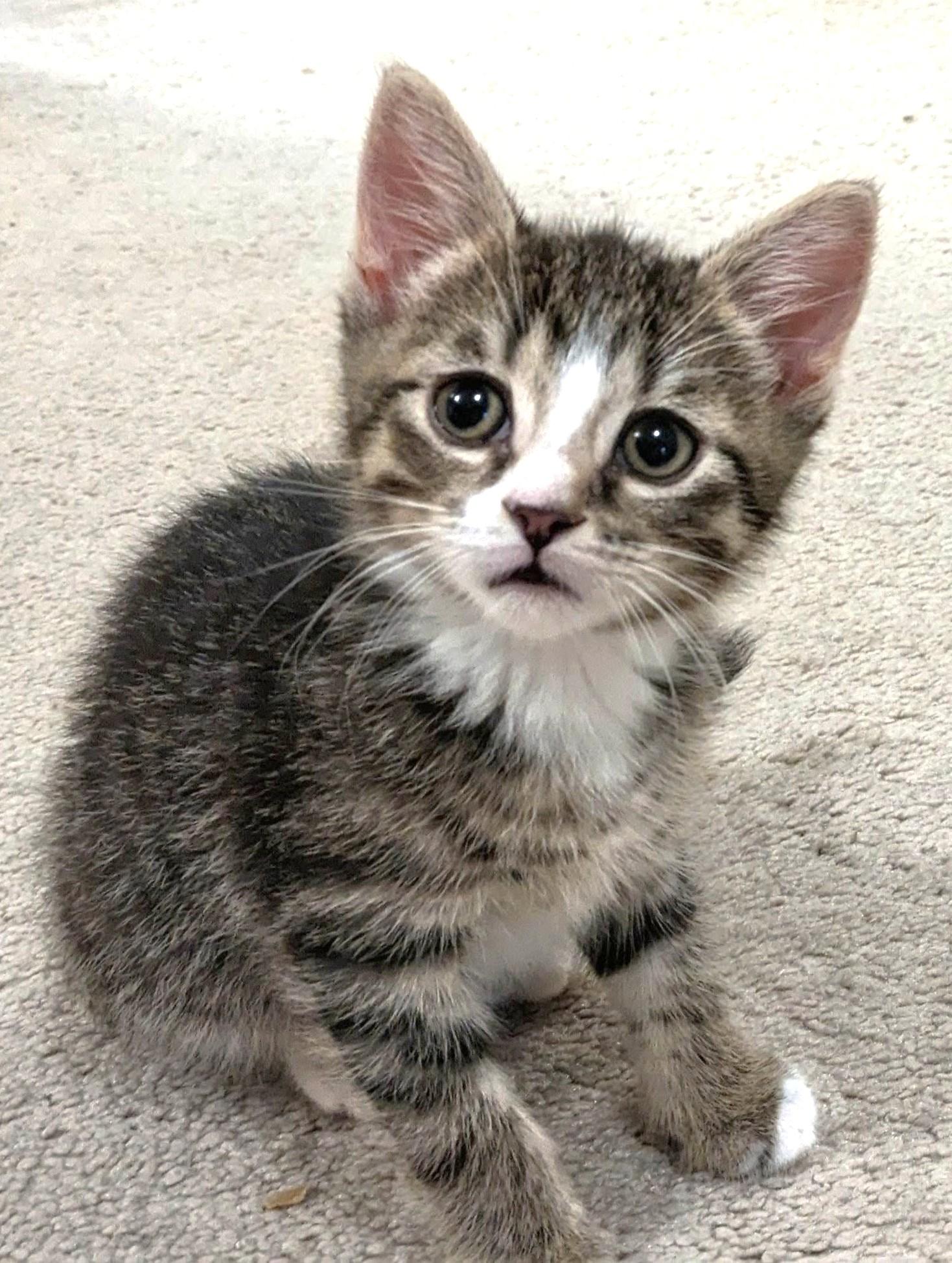 Snickers, ADOPTABLE, Kitten Male Tabby.