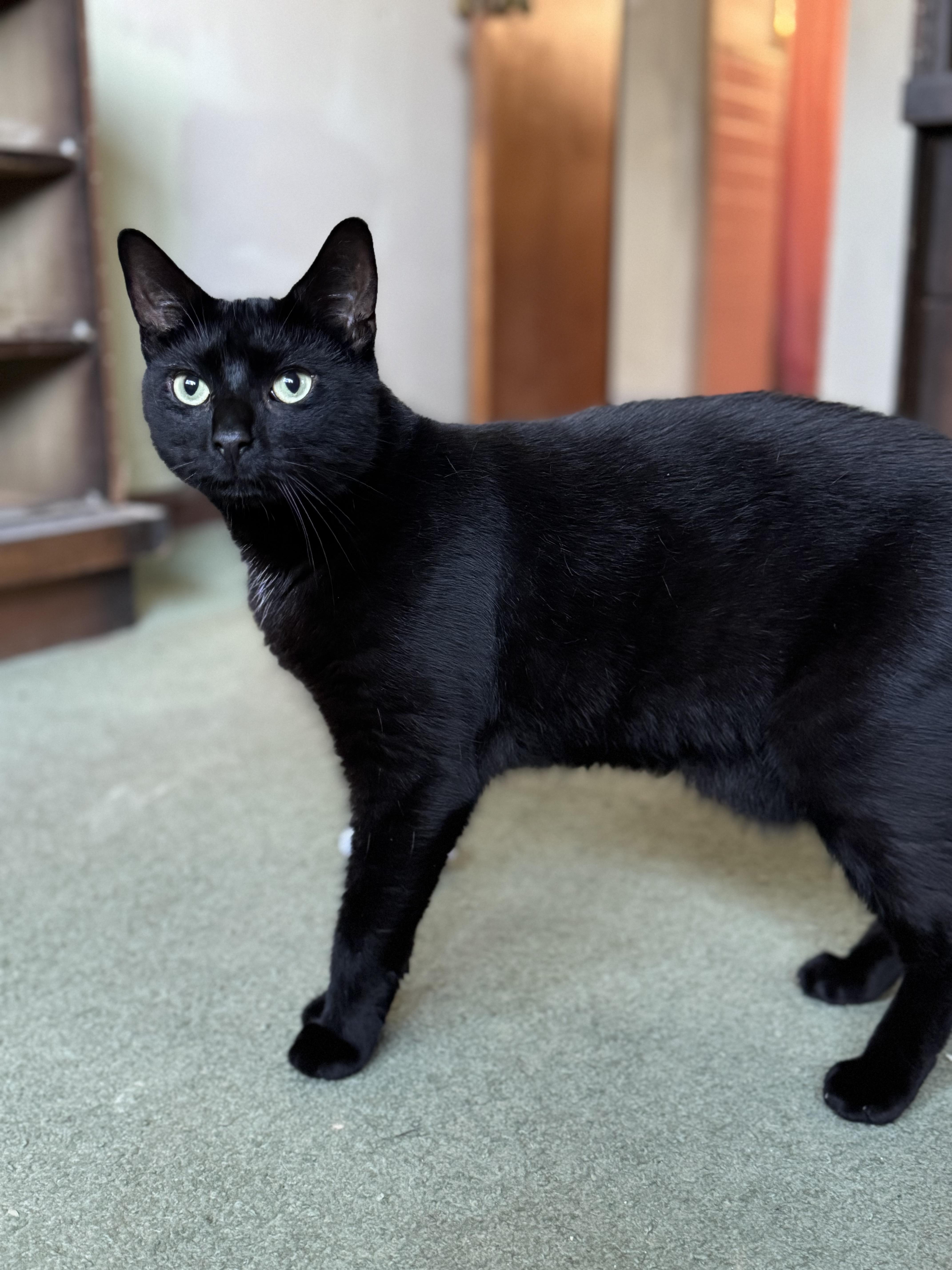 Enlarge Jaden, a Adoptable Domestic Short Hair in Nutley, NJ image 2/5