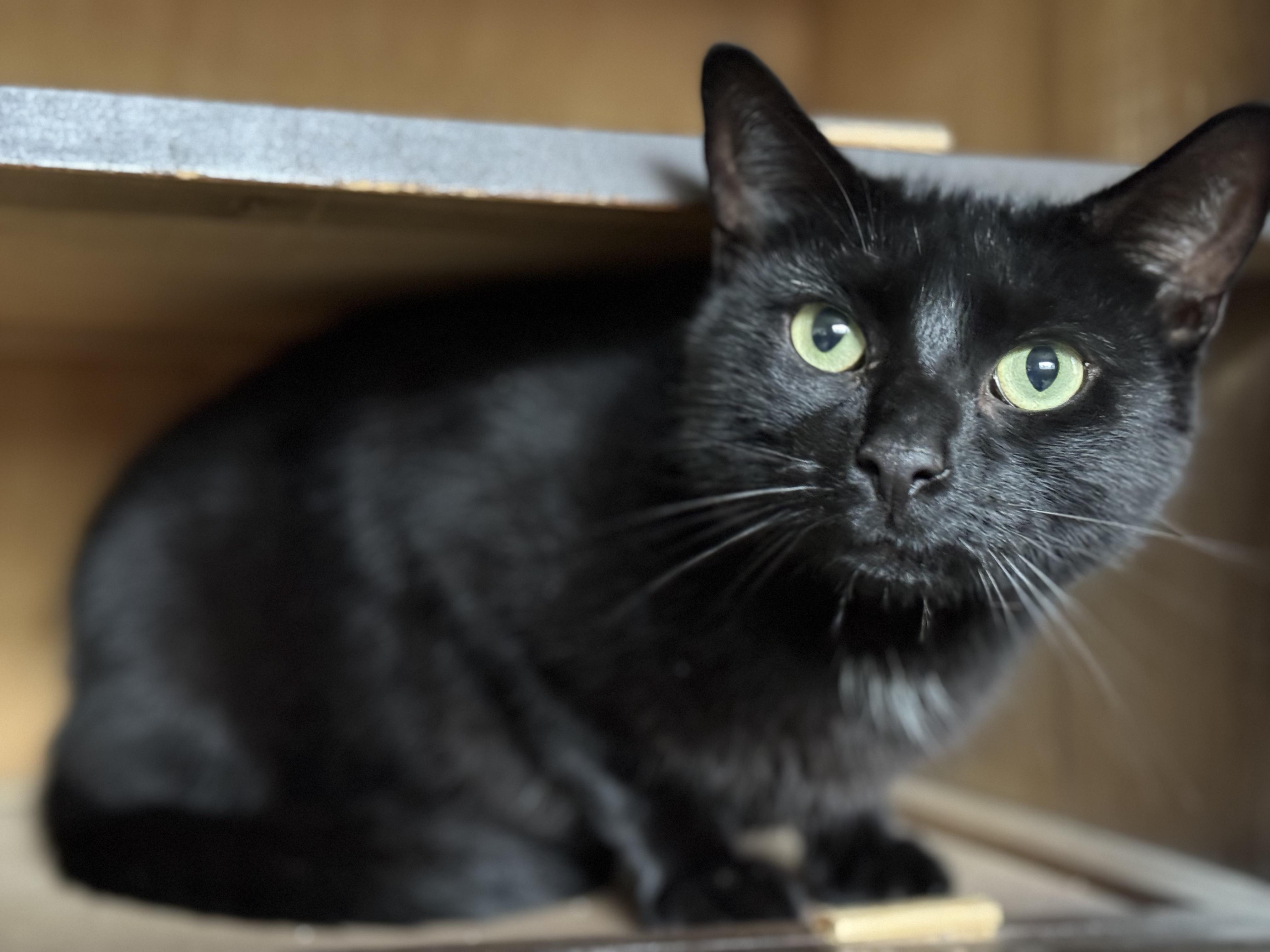 Enlarge Jaden, a Adoptable Domestic Short Hair in Nutley, NJ image 5/5