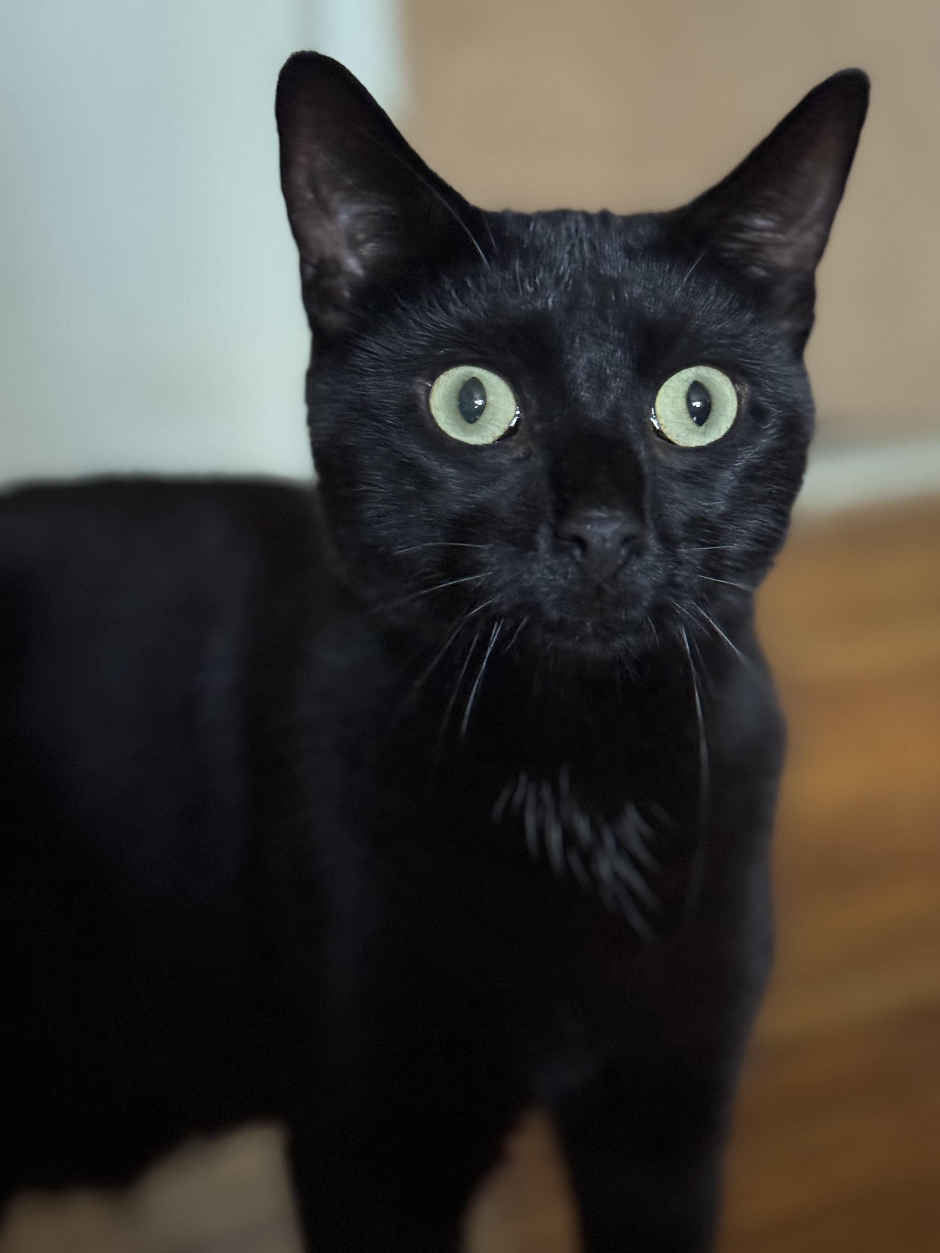 Jaden, Adoptable, Adult Male Domestic Short Hair.