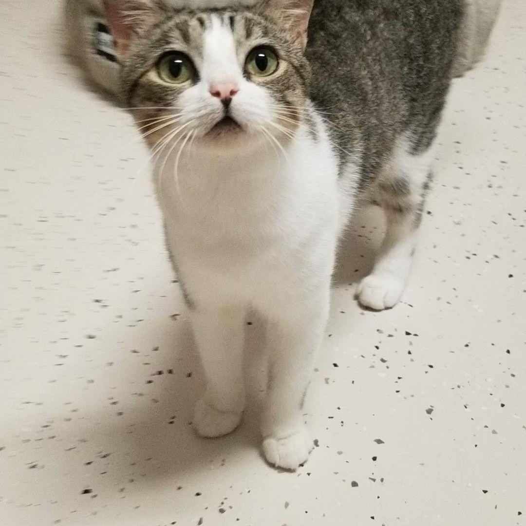 Owl, an adopted Domestic Short Hair in Aransas Pass, TX image 2/3