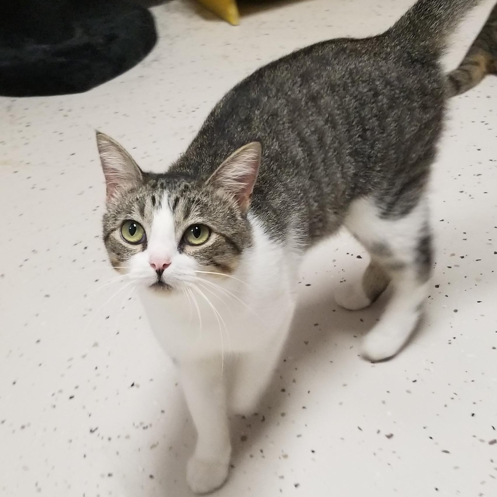 Owl, an adopted Domestic Short Hair in Aransas Pass, TX image 3/3