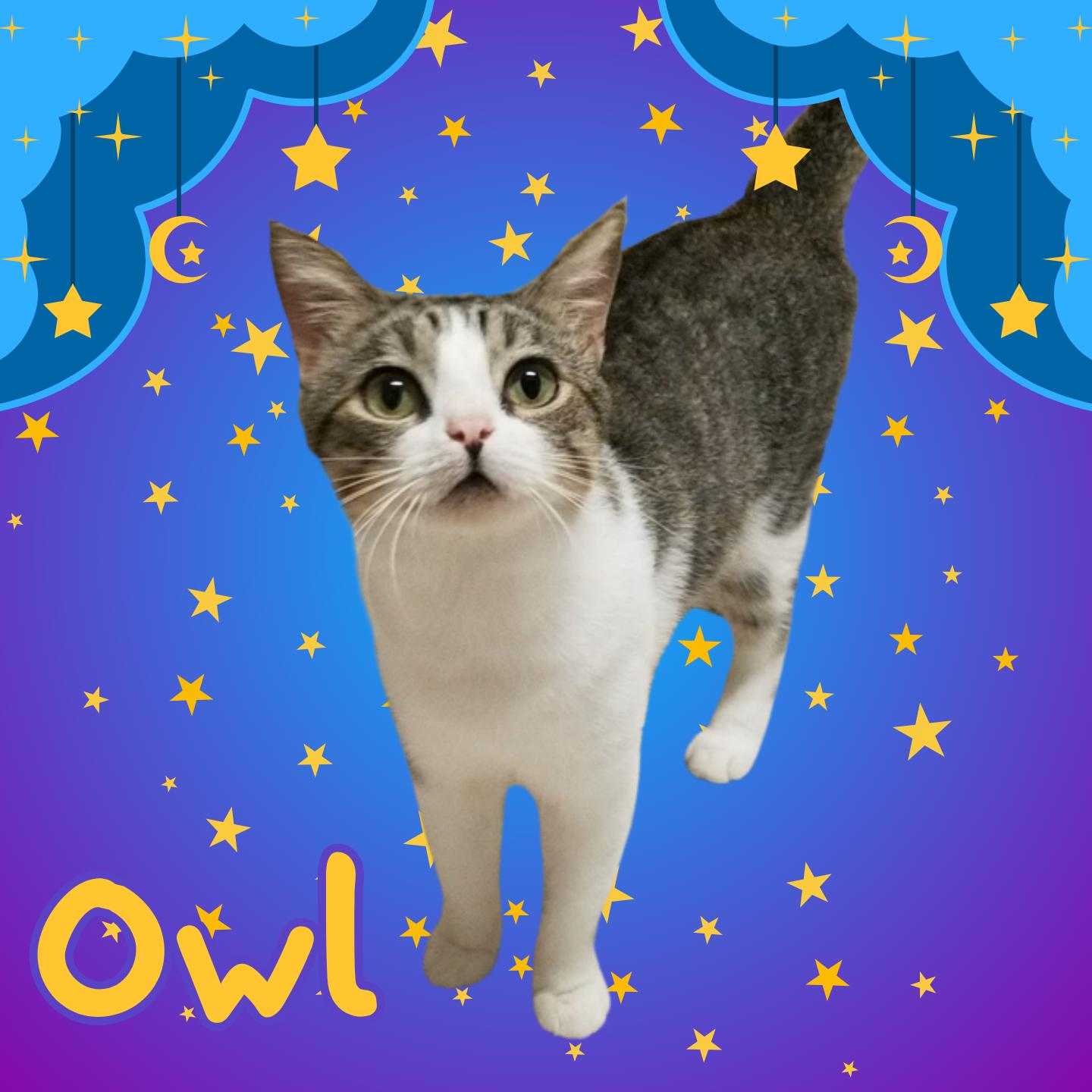 Owl, adopted, Adult Male Domestic Short Hair.
