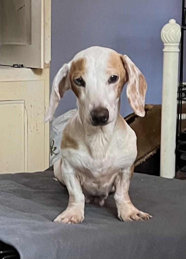 Enlarge Prudence, a Adopted Dachshund in Pearland, TX image 1/3