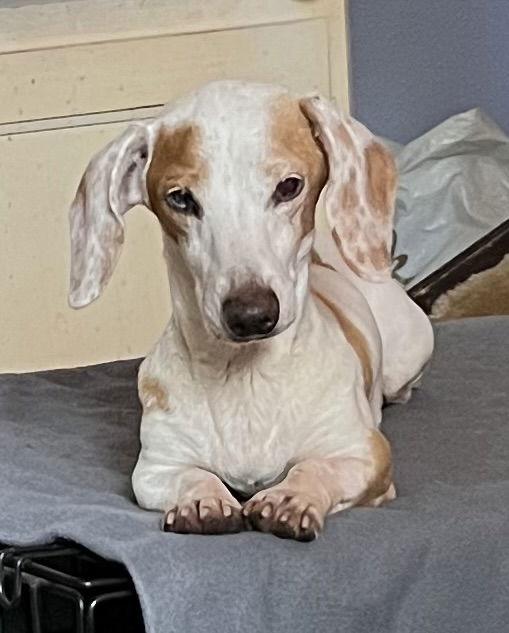 Enlarge Prudence, a Adopted Dachshund in Pearland, TX image 2/3