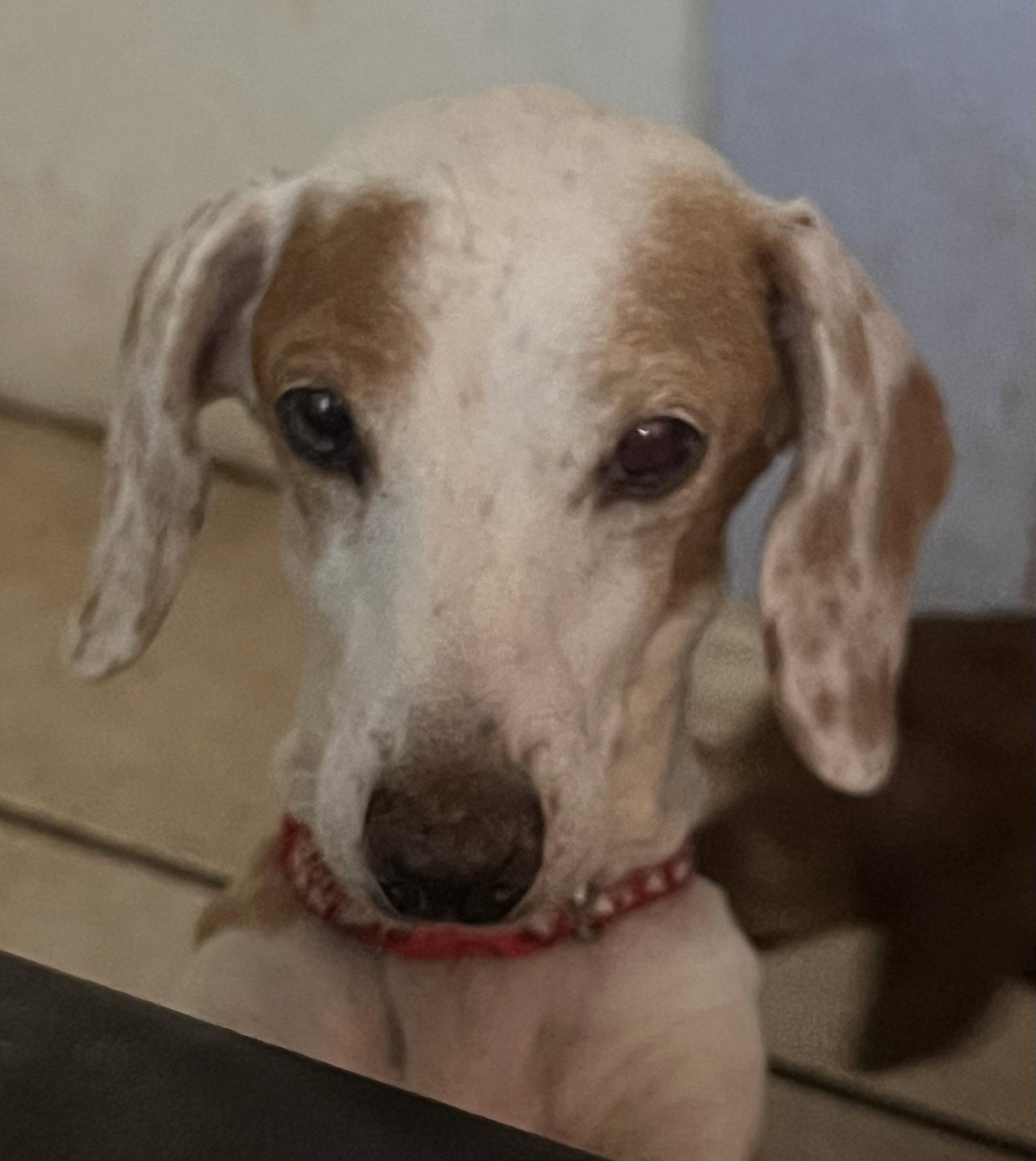 Enlarge Prudence, a Adopted Dachshund in Pearland, TX image 3/3