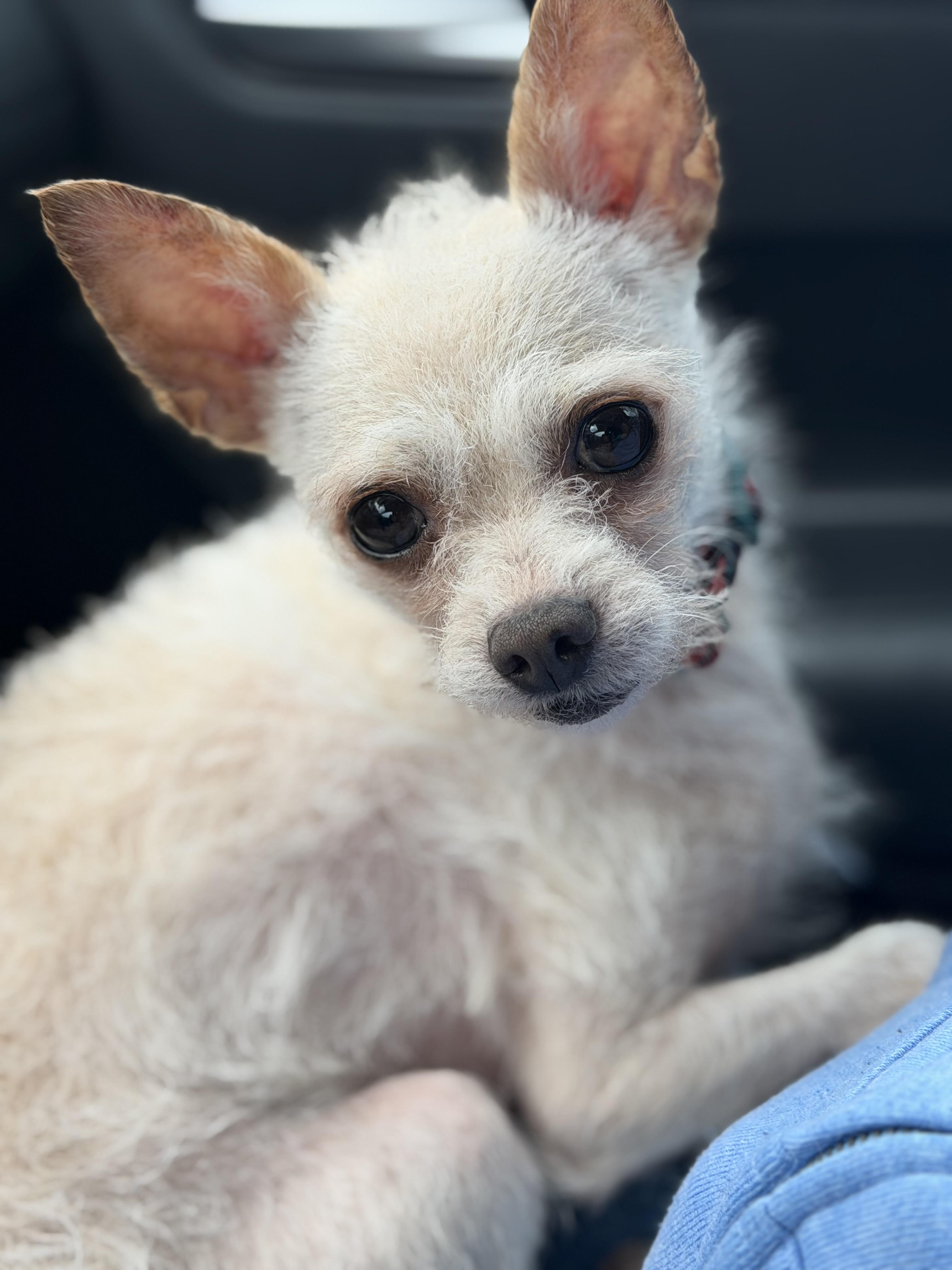 Enlarge Scotty, a Adoptable mixed breed in Yuba City, CA image 4/4