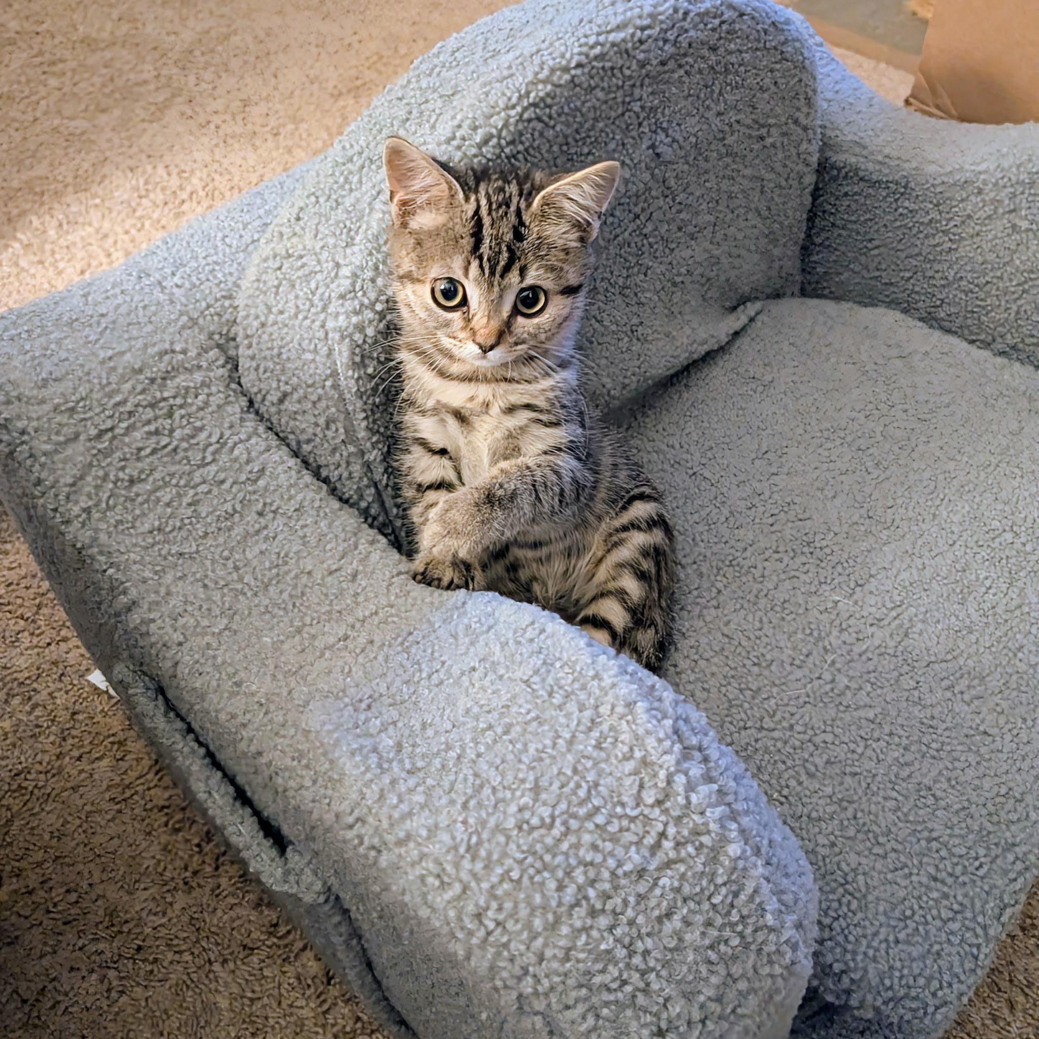 Boxie, a ADOPTABLE Domestic Short Hair in Greensboro, NC image 1/2