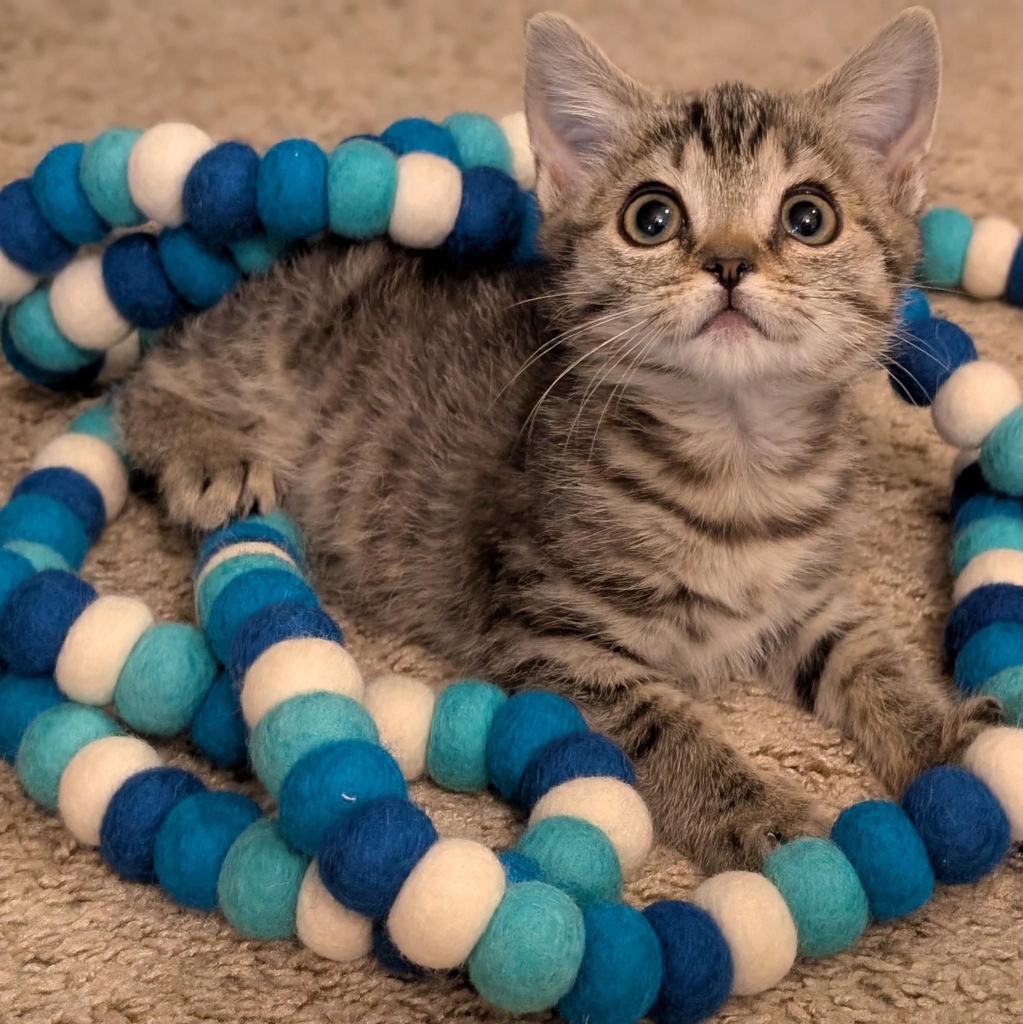 Boxie, a ADOPTABLE Domestic Short Hair in Greensboro, NC image 2/2