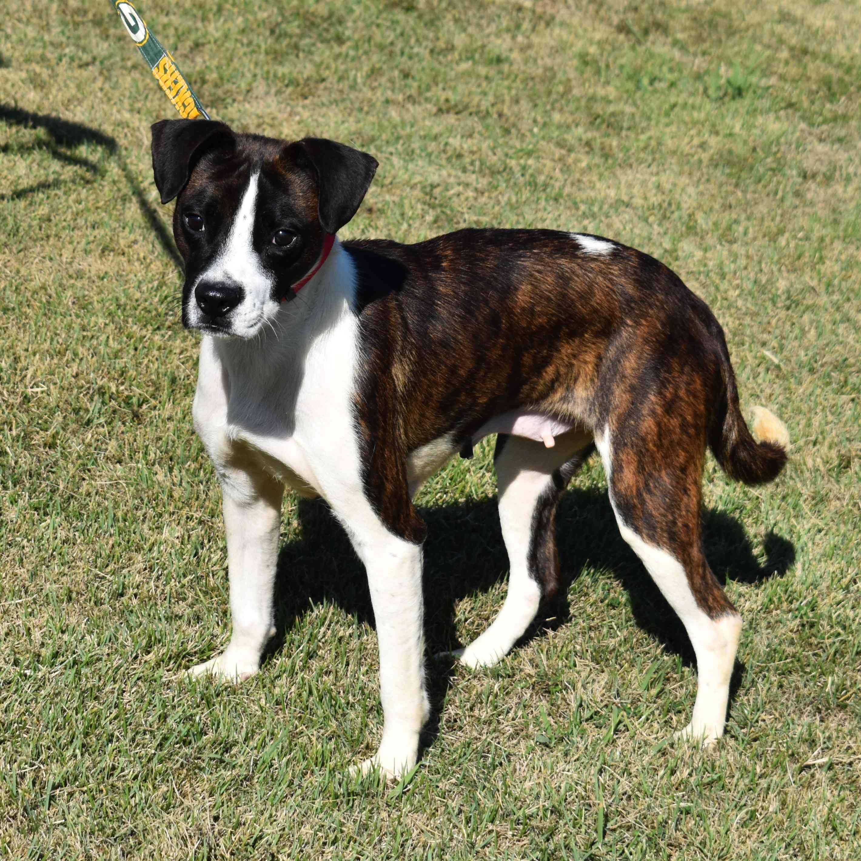 Shasta, Adoptable, Adult Female Mixed Breed.