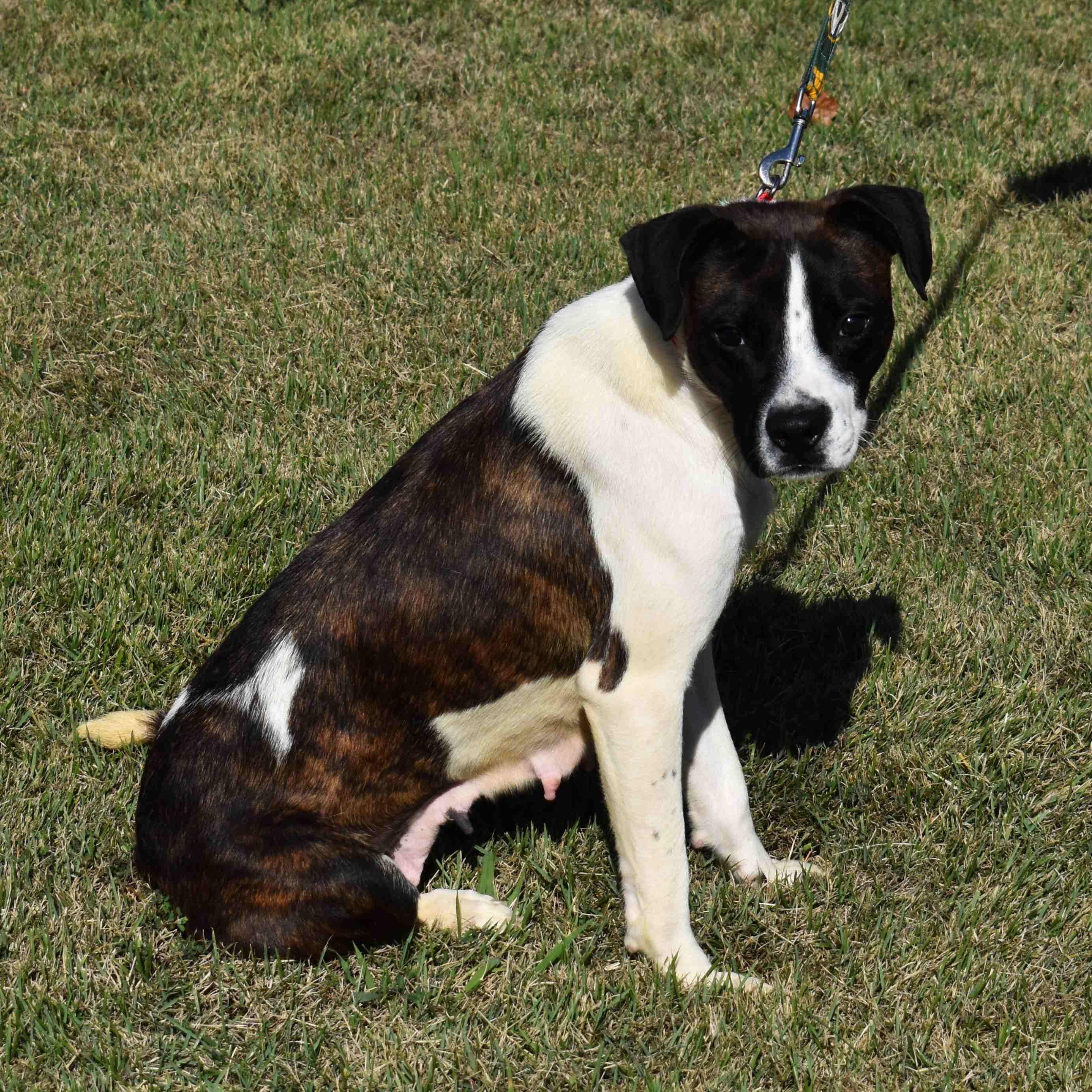 Shasta, a Adoptable Mixed Breed in Searcy, AR image 3/6