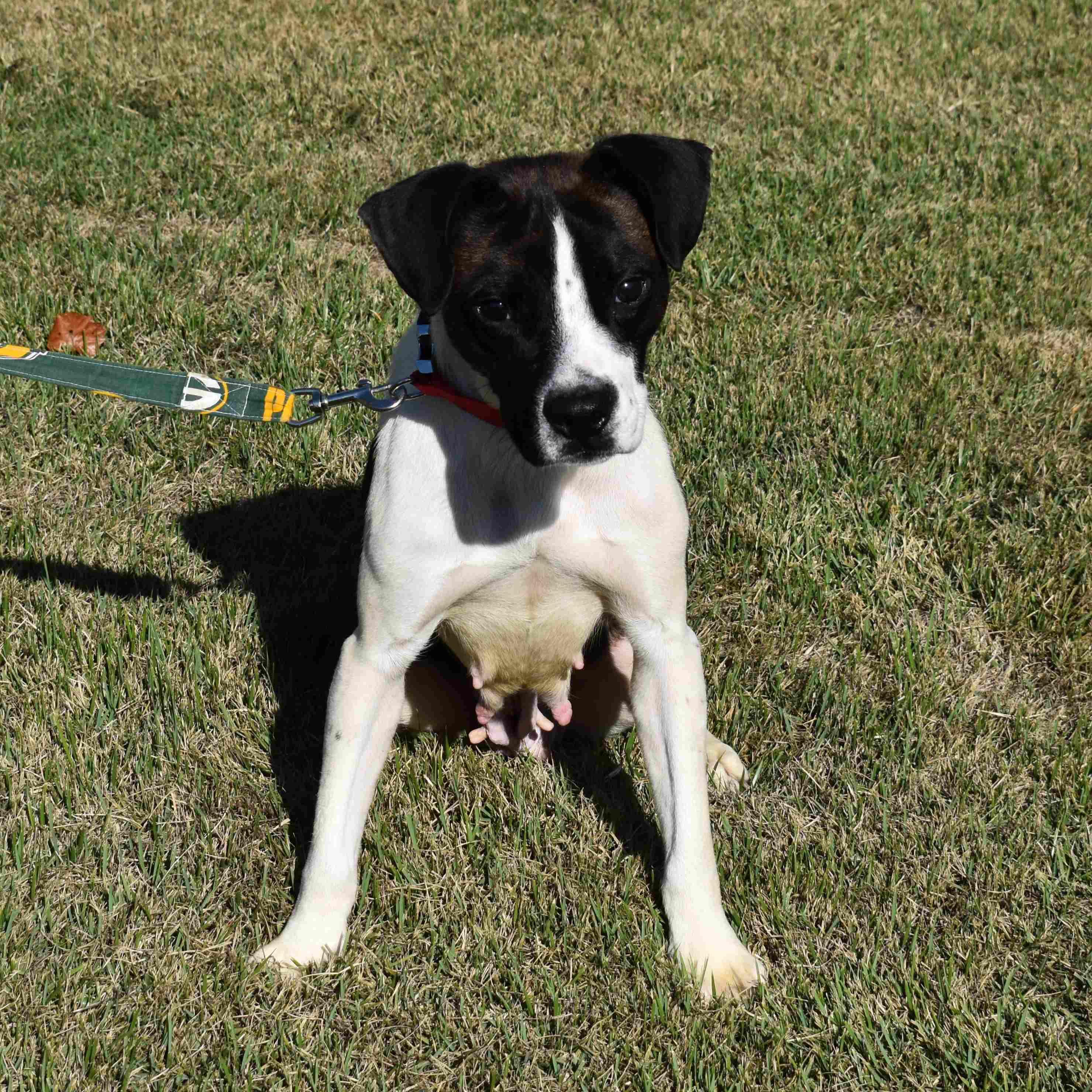 Shasta, a Adoptable Mixed Breed in Searcy, AR image 2/6