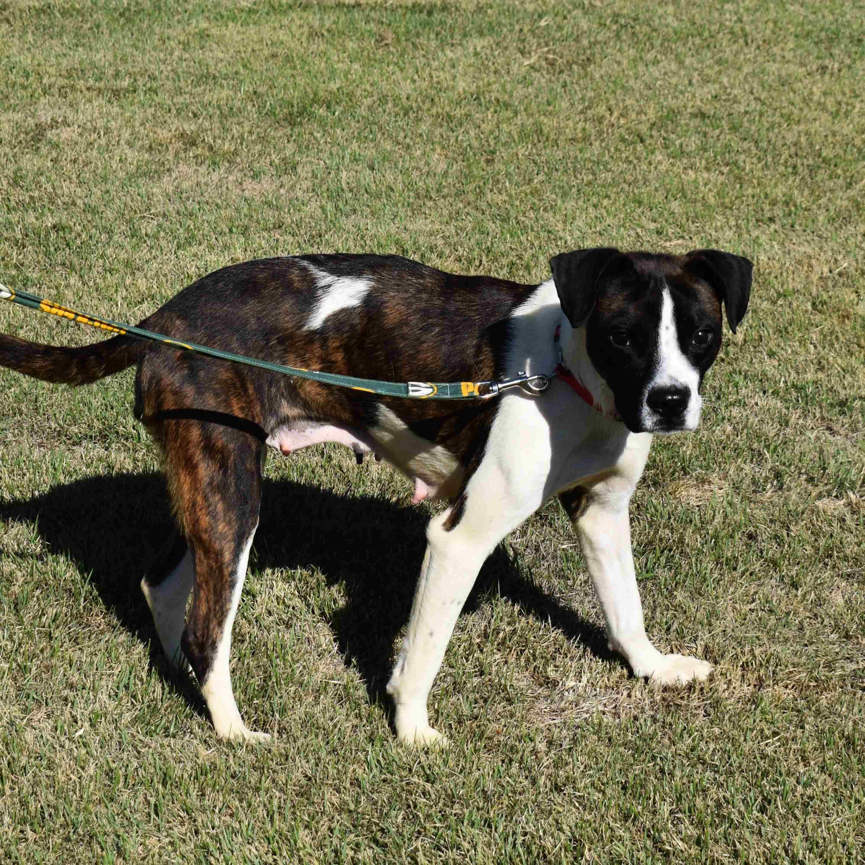 Shasta, a Adoptable Mixed Breed in Searcy, AR image 6/6
