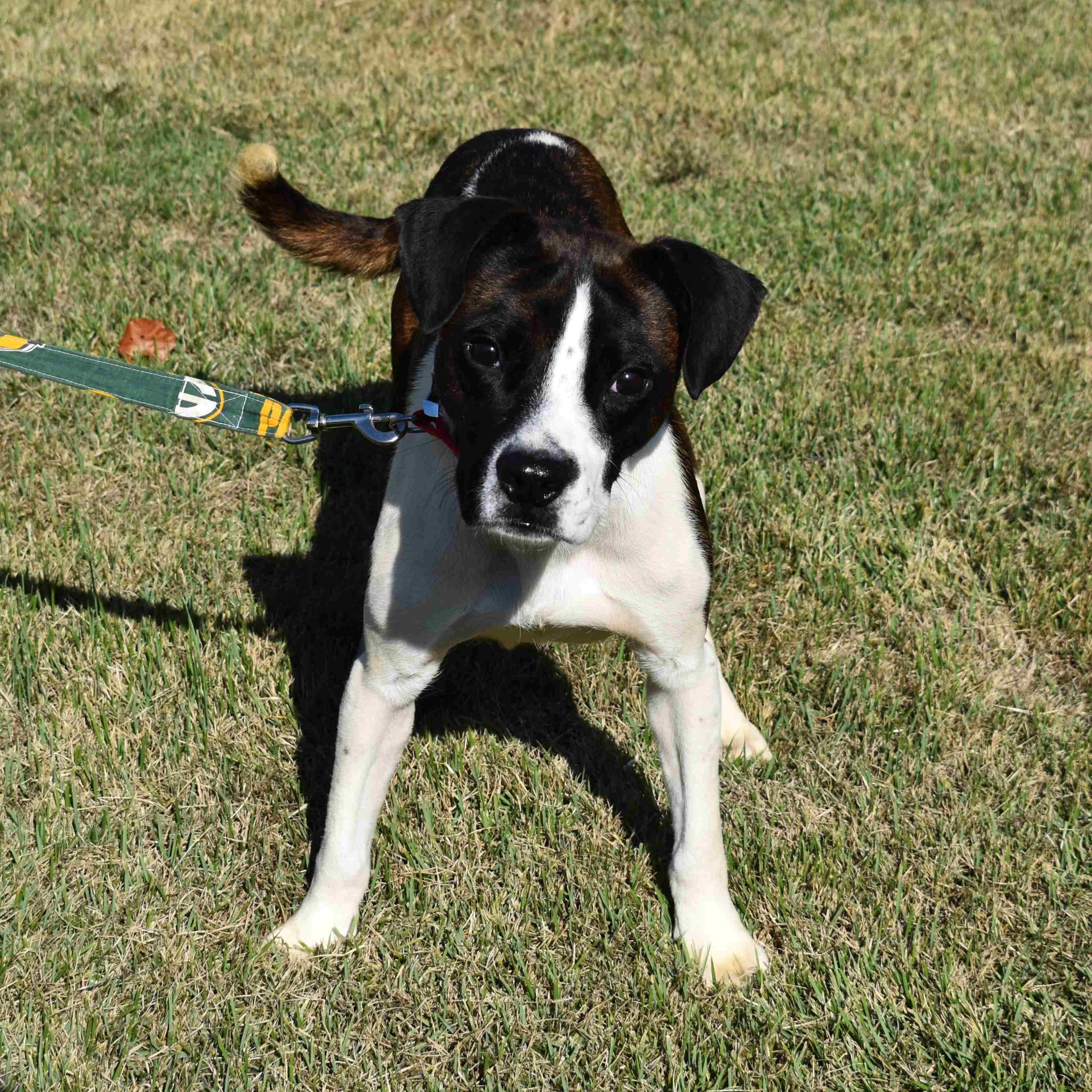 Shasta, a Adoptable Mixed Breed in Searcy, AR image 4/6