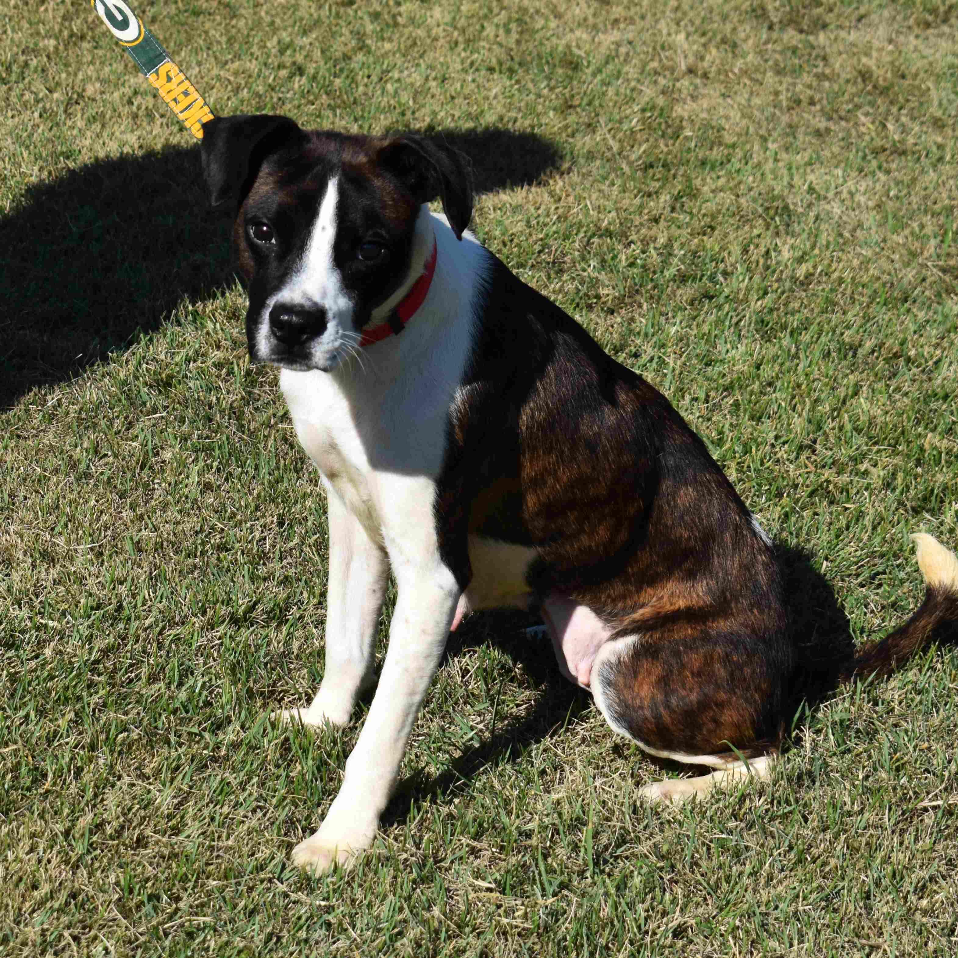 Shasta, a Adoptable Mixed Breed in Searcy, AR image 5/6